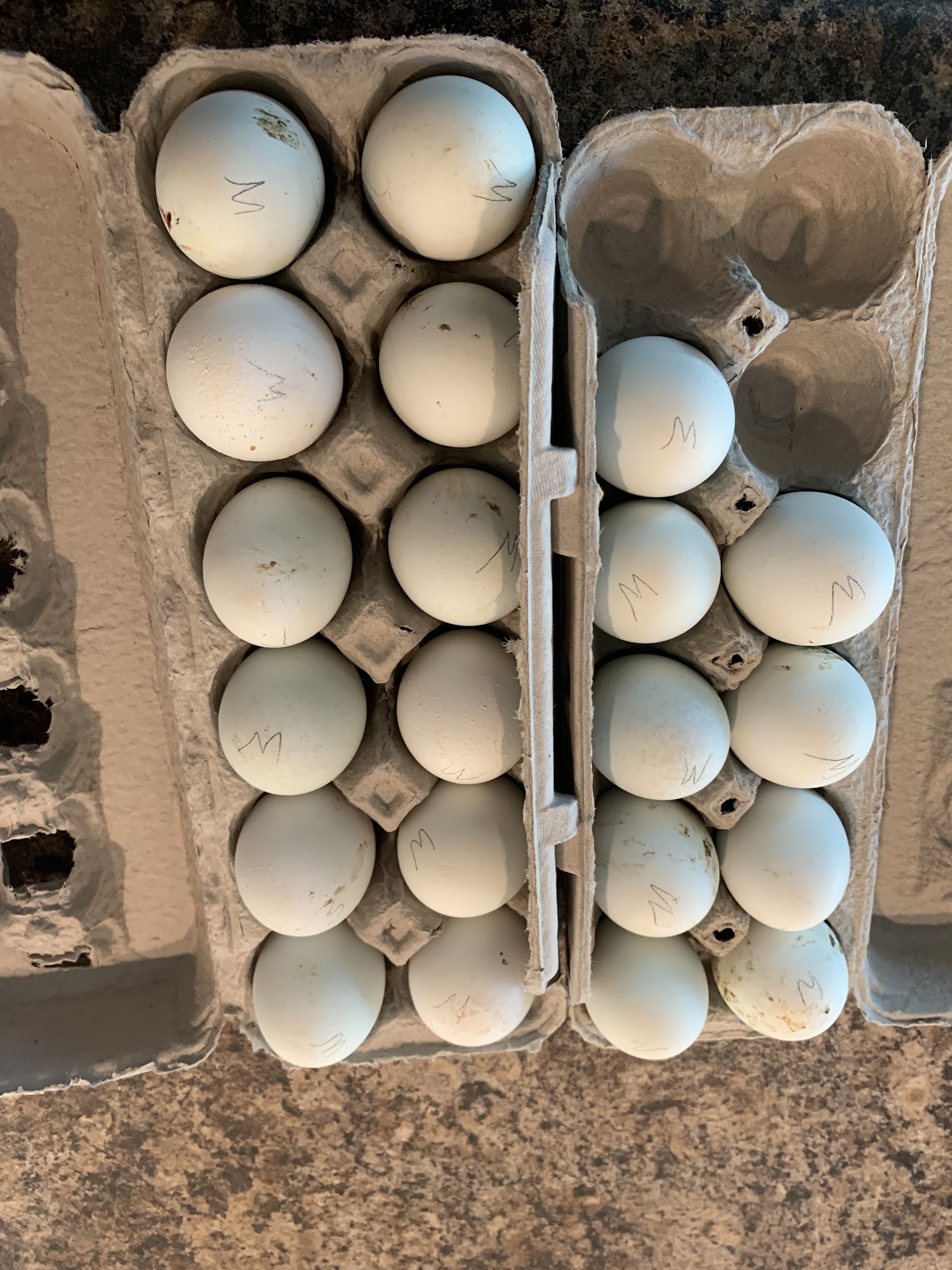 Littleman Poultry Burrillville