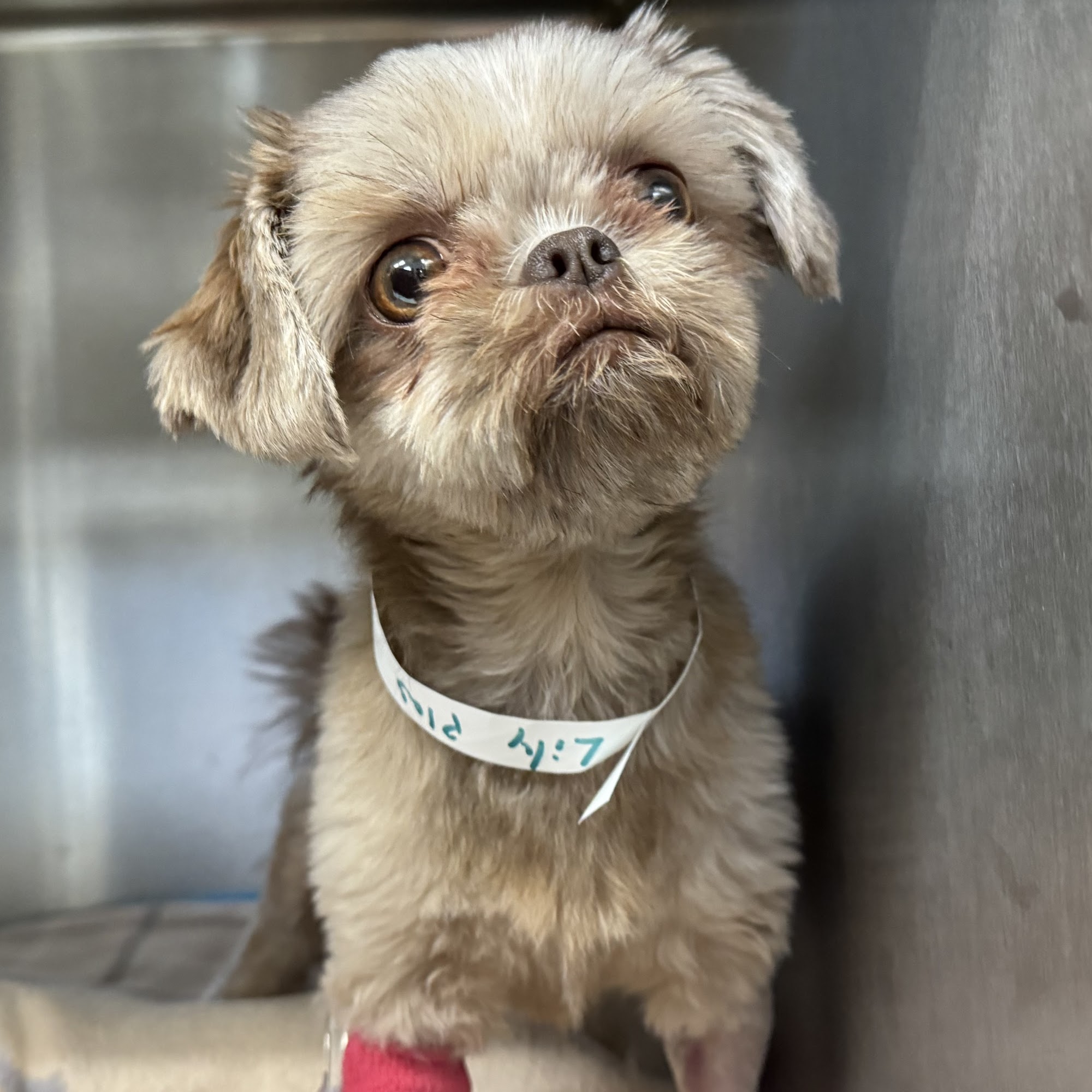 Atlantic Animal Hospital & Wellness Center Charlestown