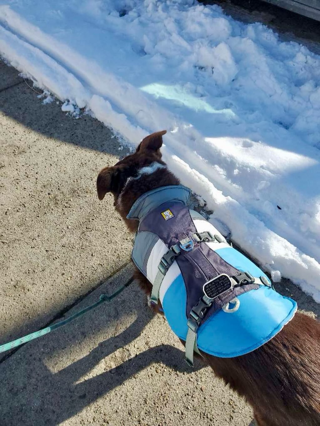 Furry Fellas Dog Walking & Pet Sitting Service Coventry