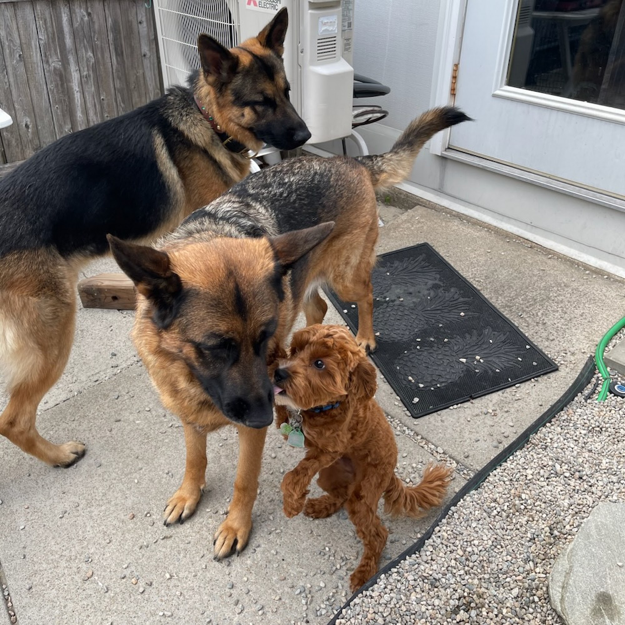 Chris' Canine Club LLC Coventry