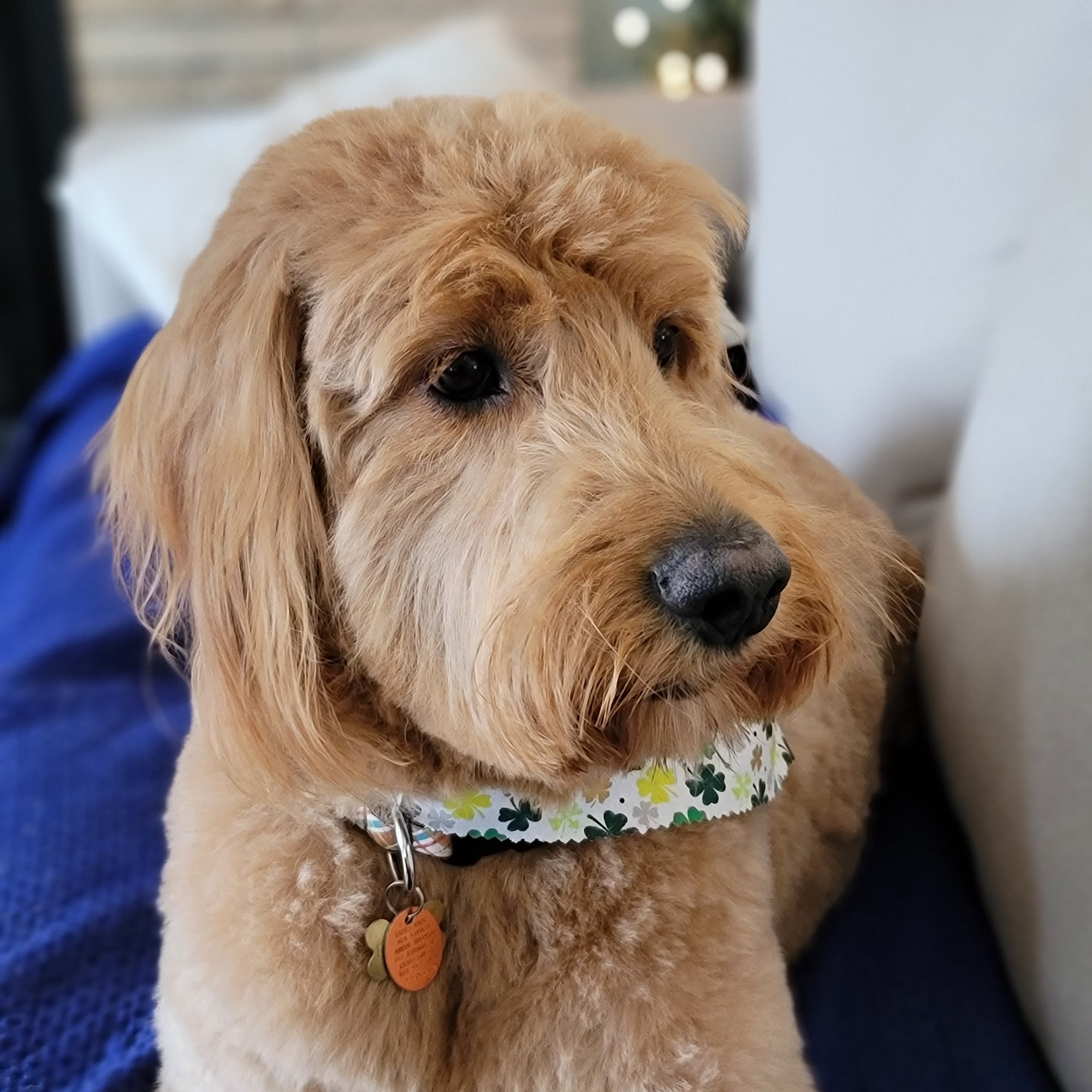 K9 Design Grooming Cranston