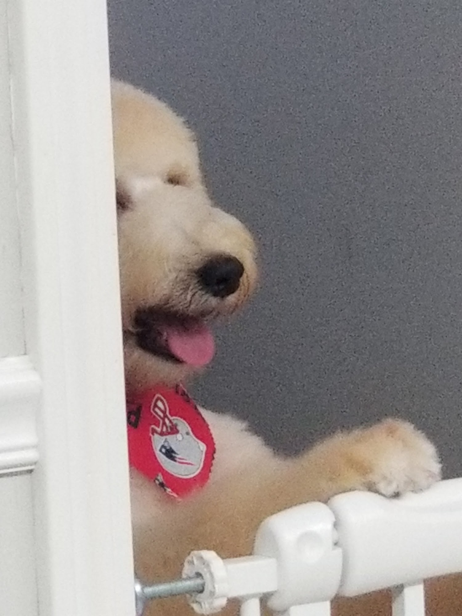 K9 Design Grooming Cranston