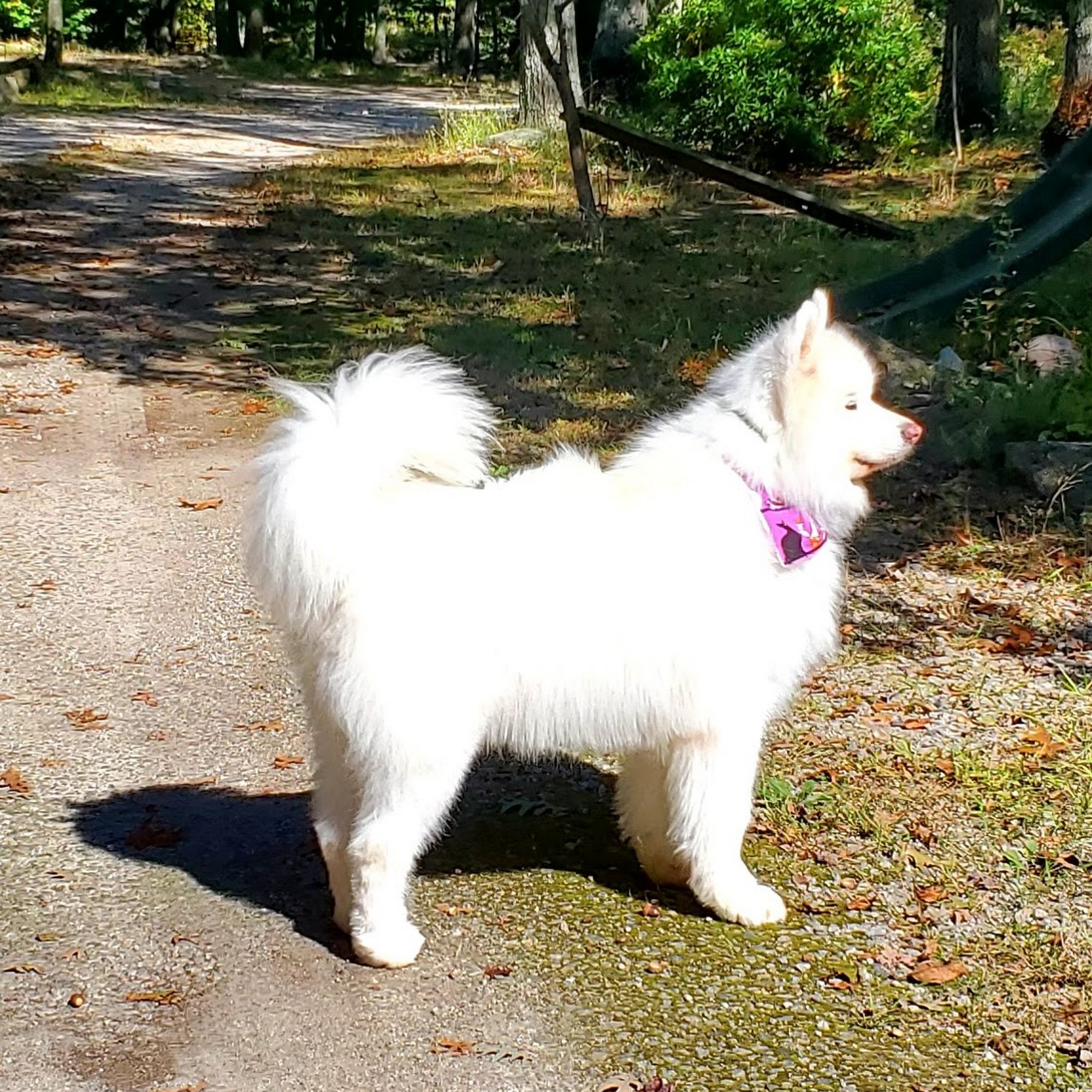 Doggie Do's Grooming Salon, Inc Cranston