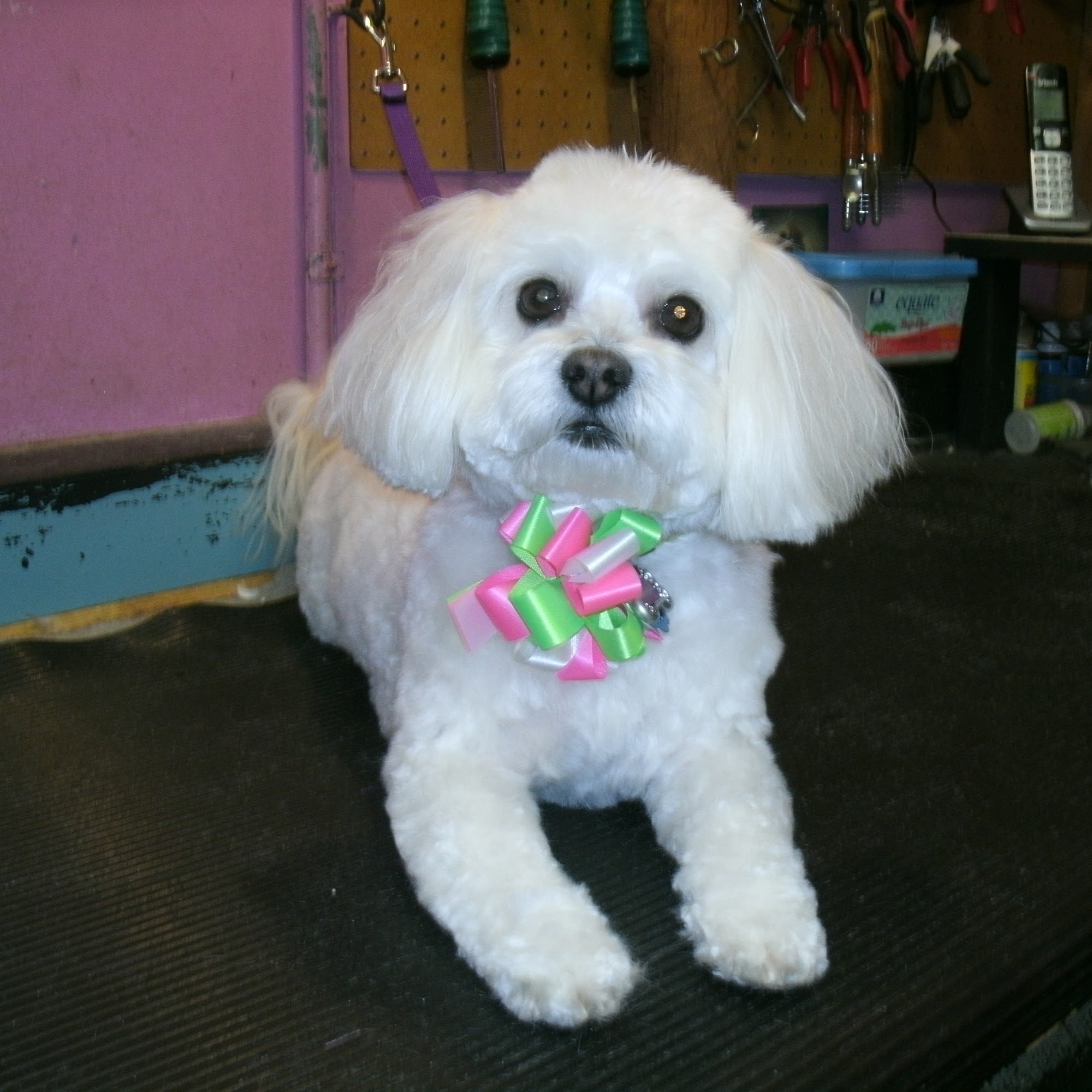 Patty's Professional DOG Grooming Cranston