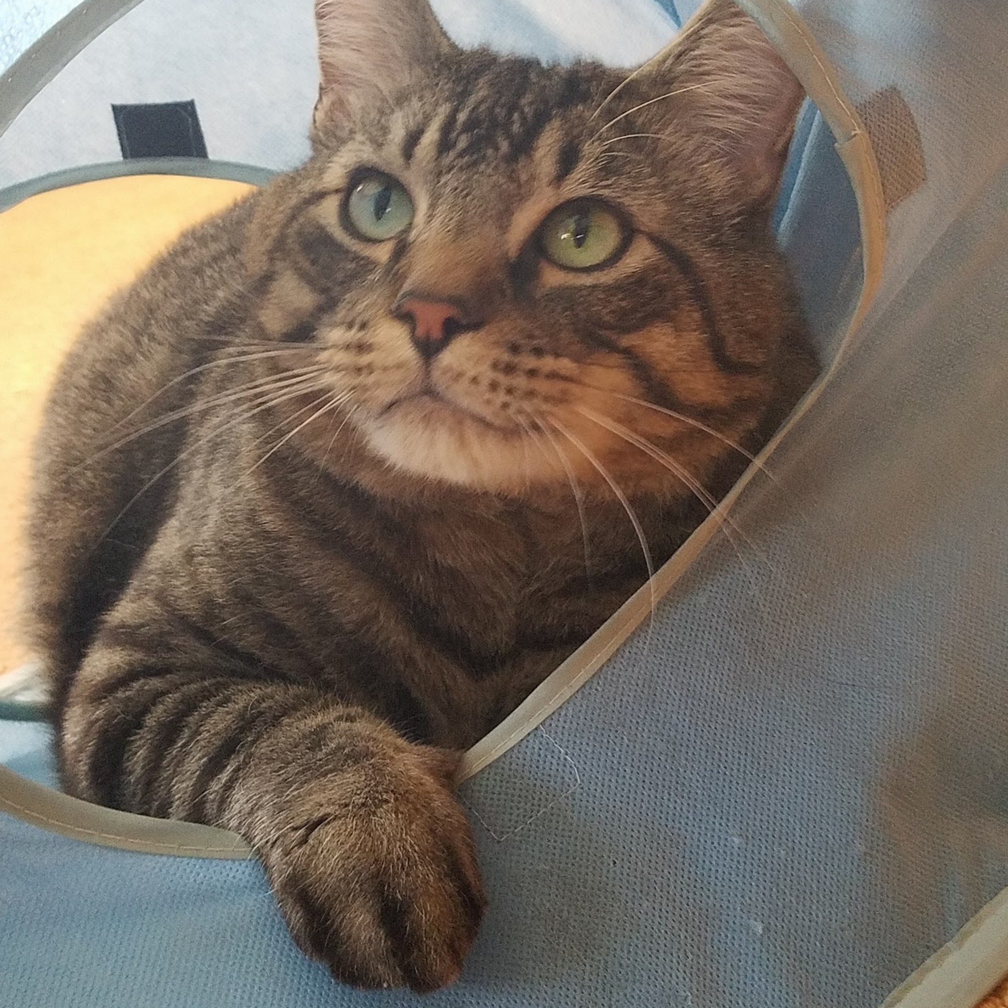 Mercy Animal Hospital Cranston