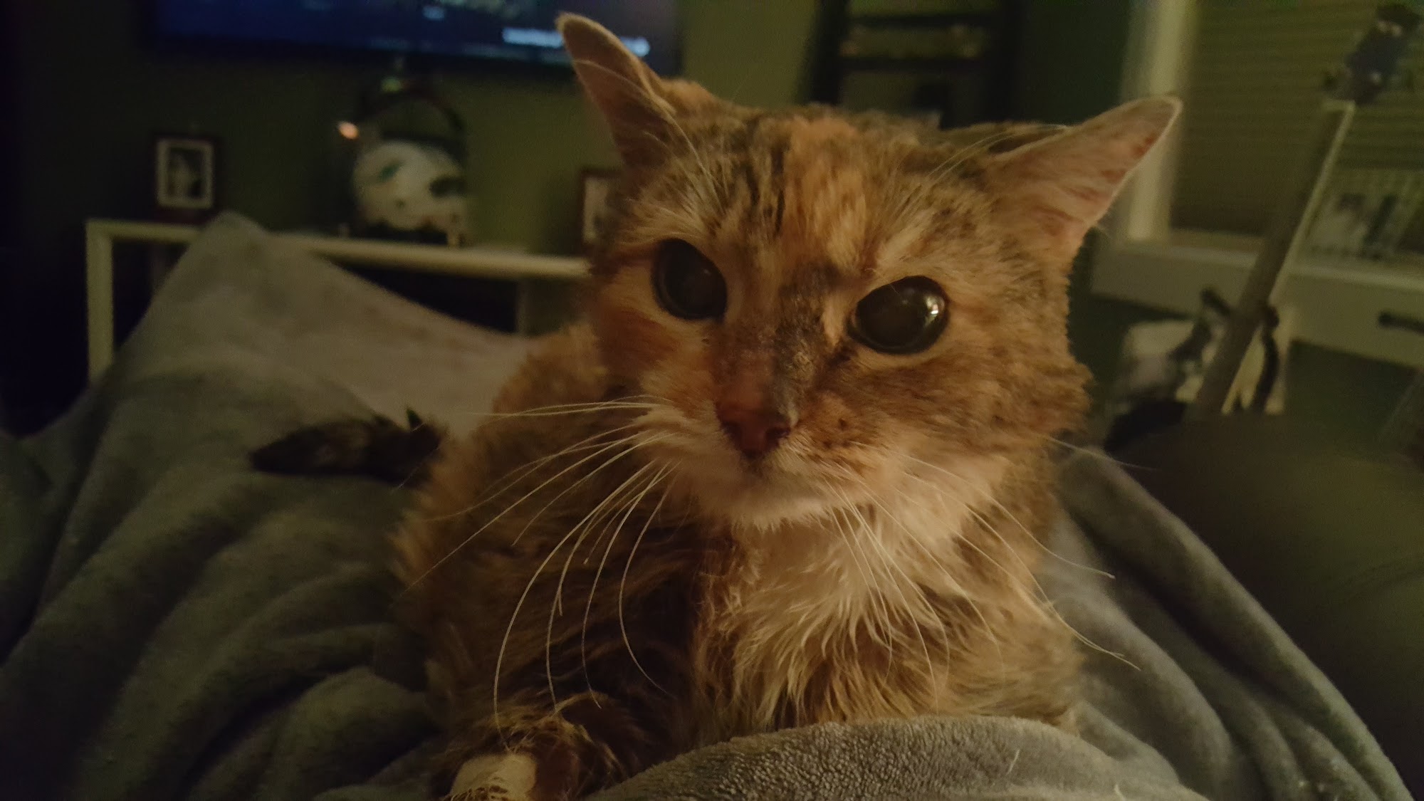 Mercy Animal Hospital Cranston