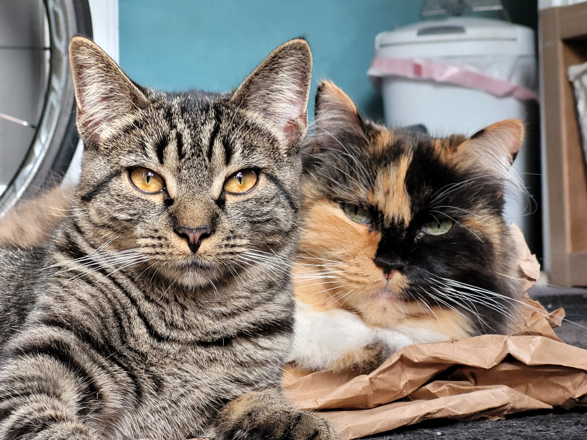 Cumberland Animal Hospital Cumberland