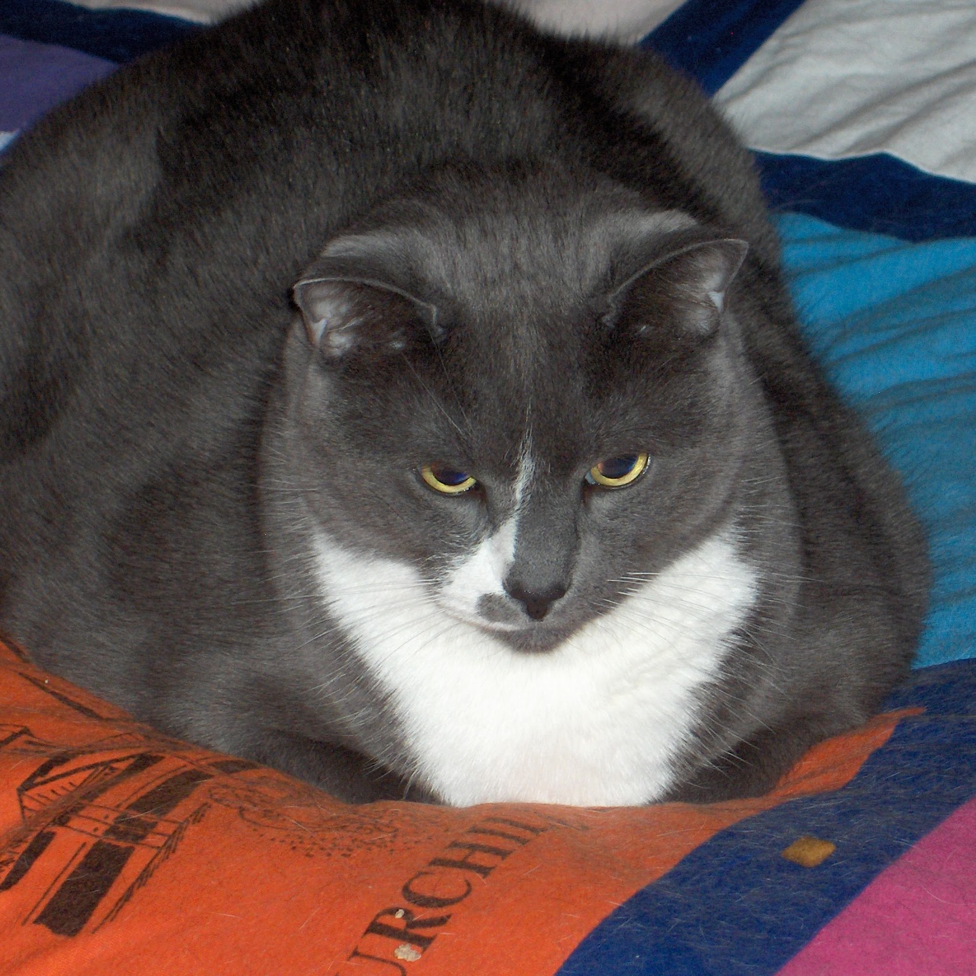 Summit Pet Sitting, Inc. Cumberland