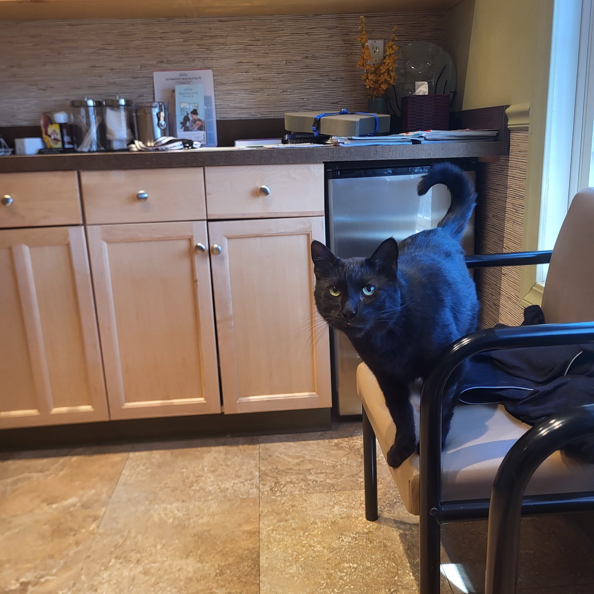 Veterinary Healing Arts East Greenwich