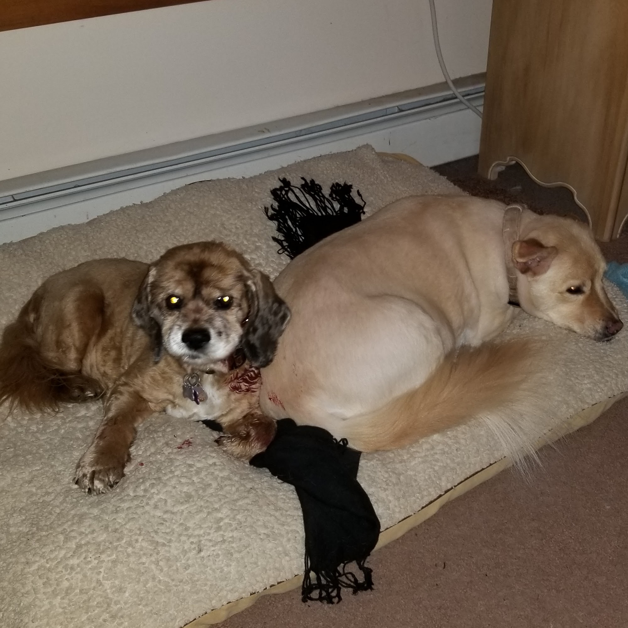 The Dog House East Providence