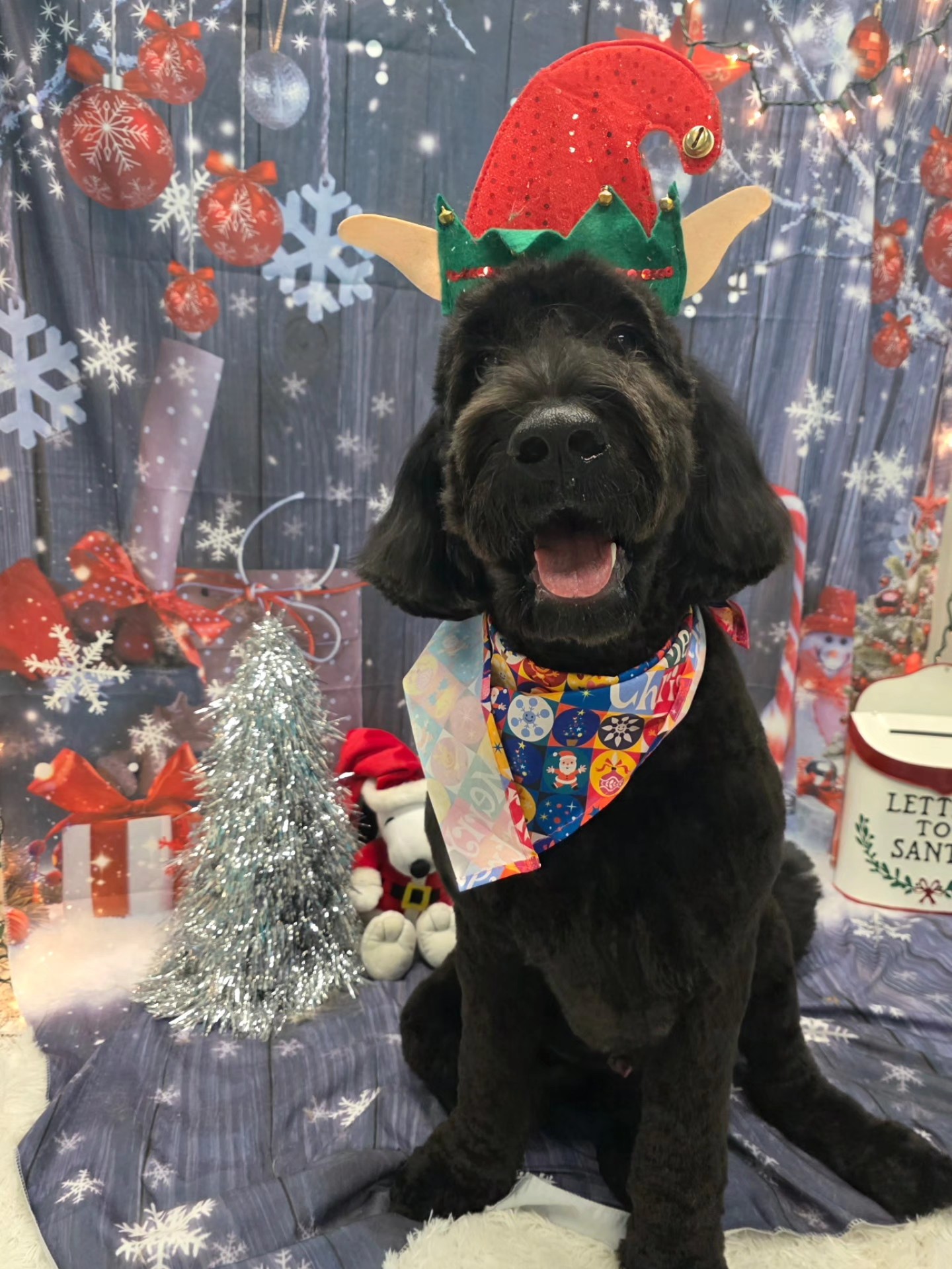 All Paws on Deck Pet Salon East Providence