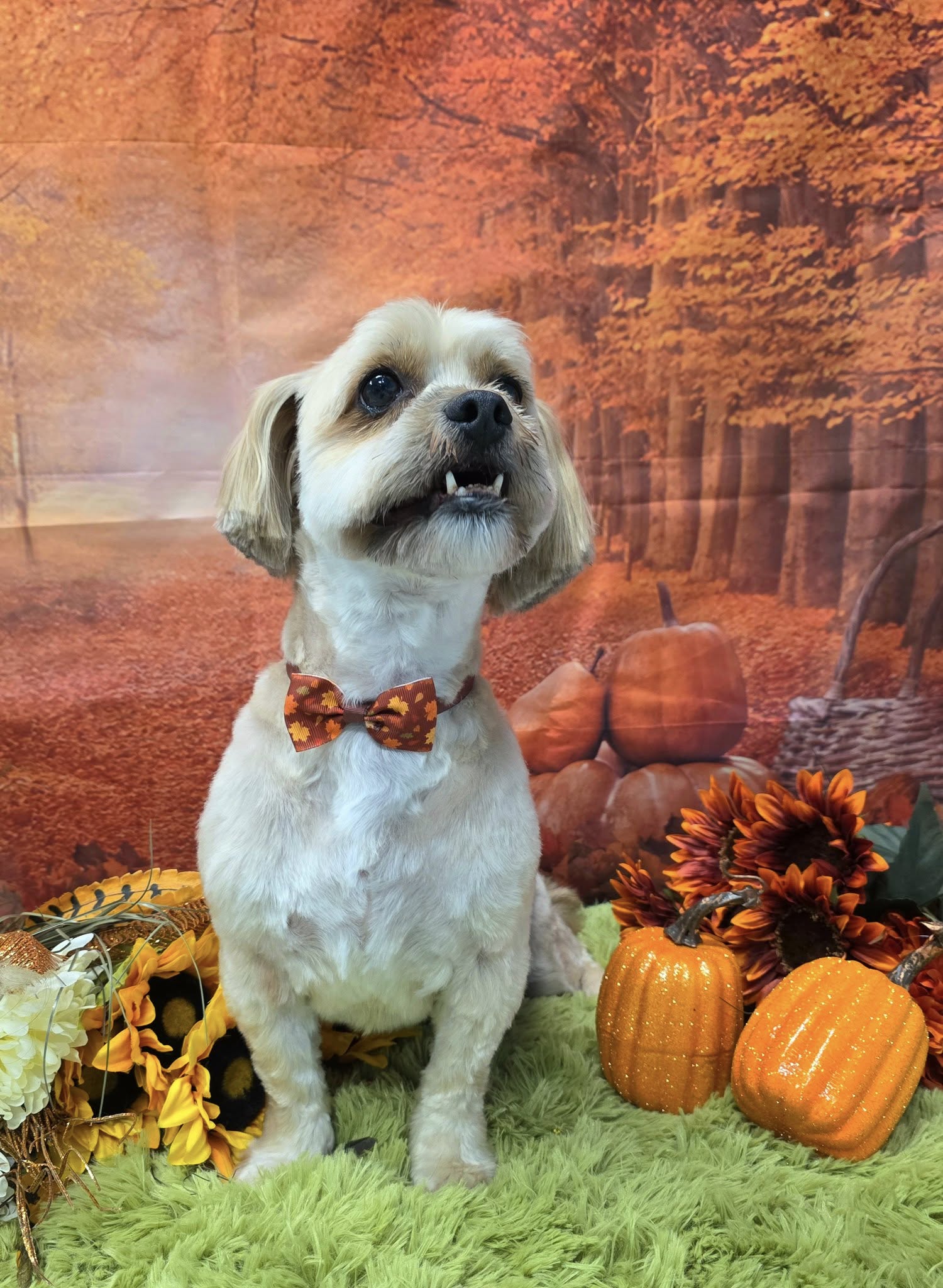 All Paws on Deck Pet Salon East Providence