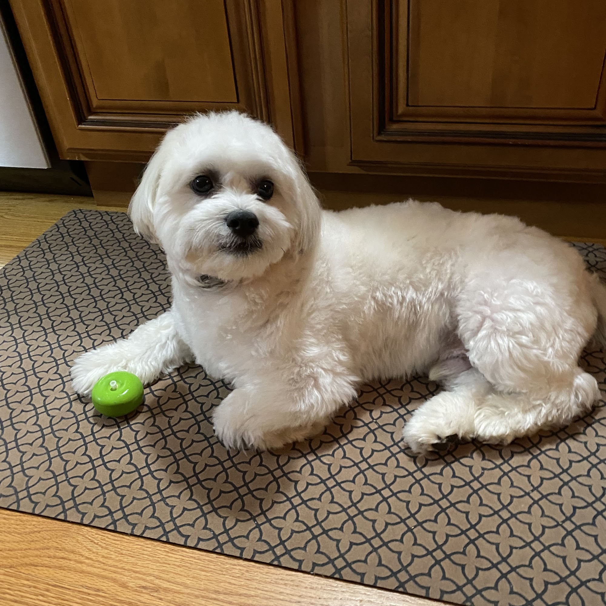 Chibi's Choice Pet Grooming & Supply East Providence