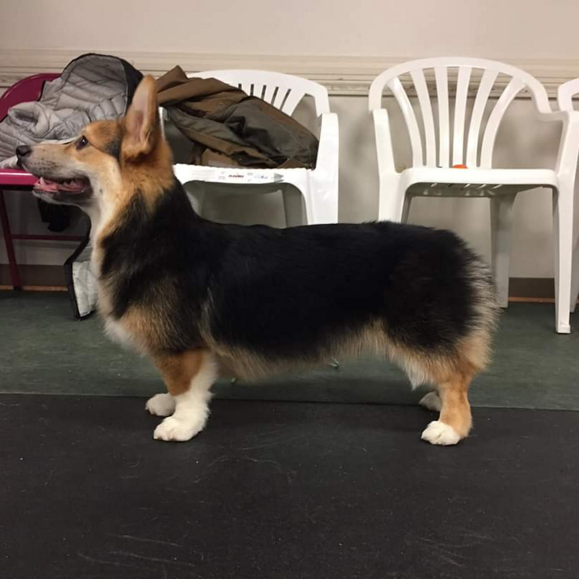 Delmyra Kennels Exeter