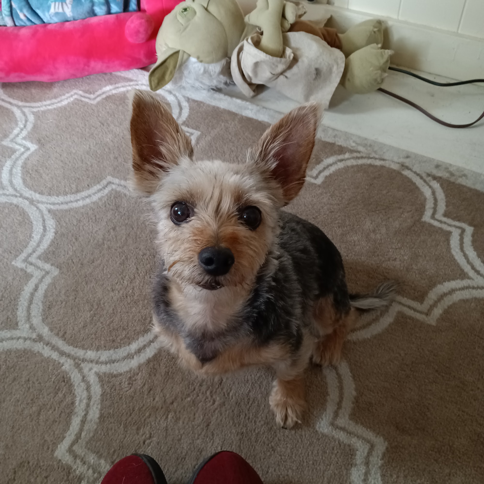 Lincoln Animal Hospital Lincoln