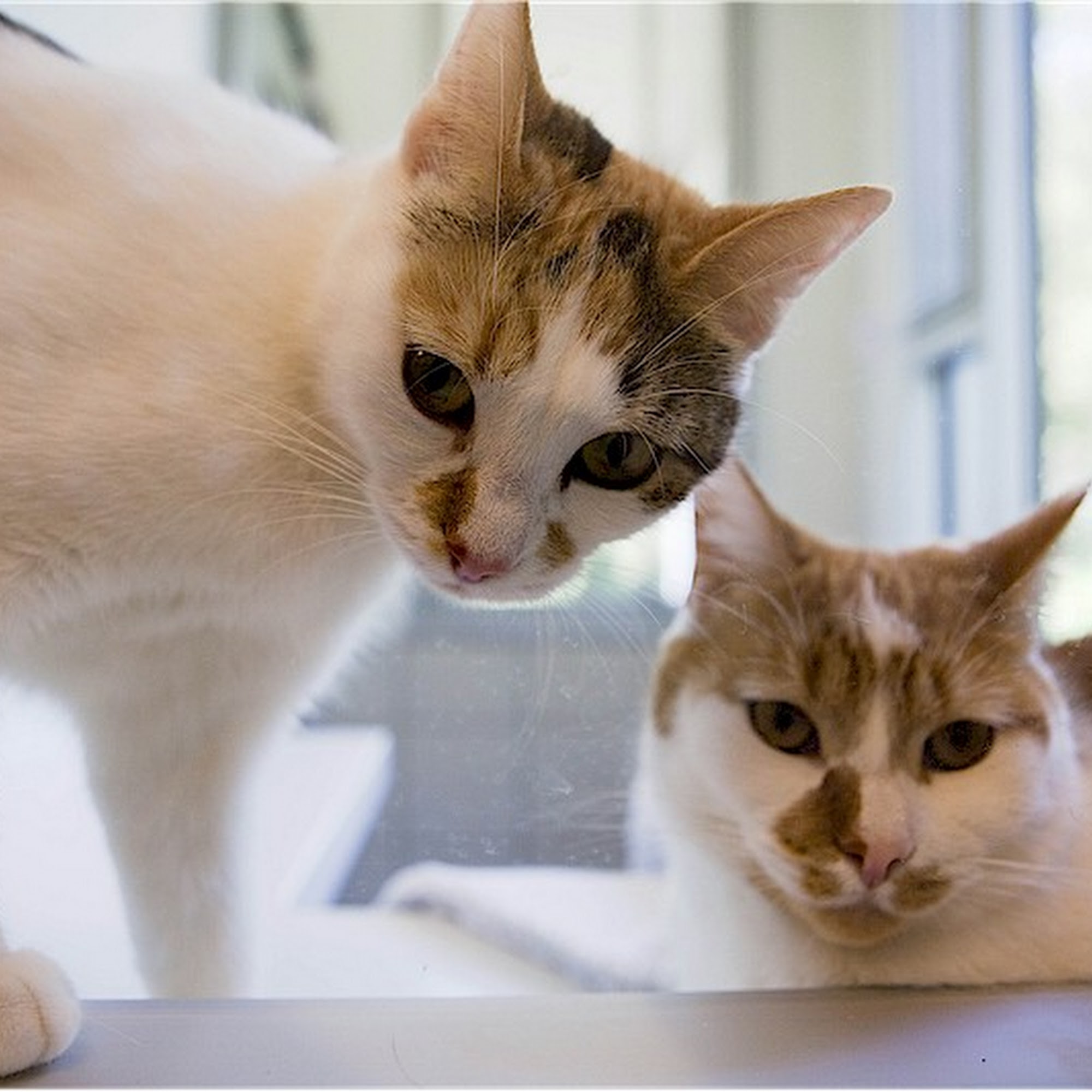 Potter League For Animals Middletown