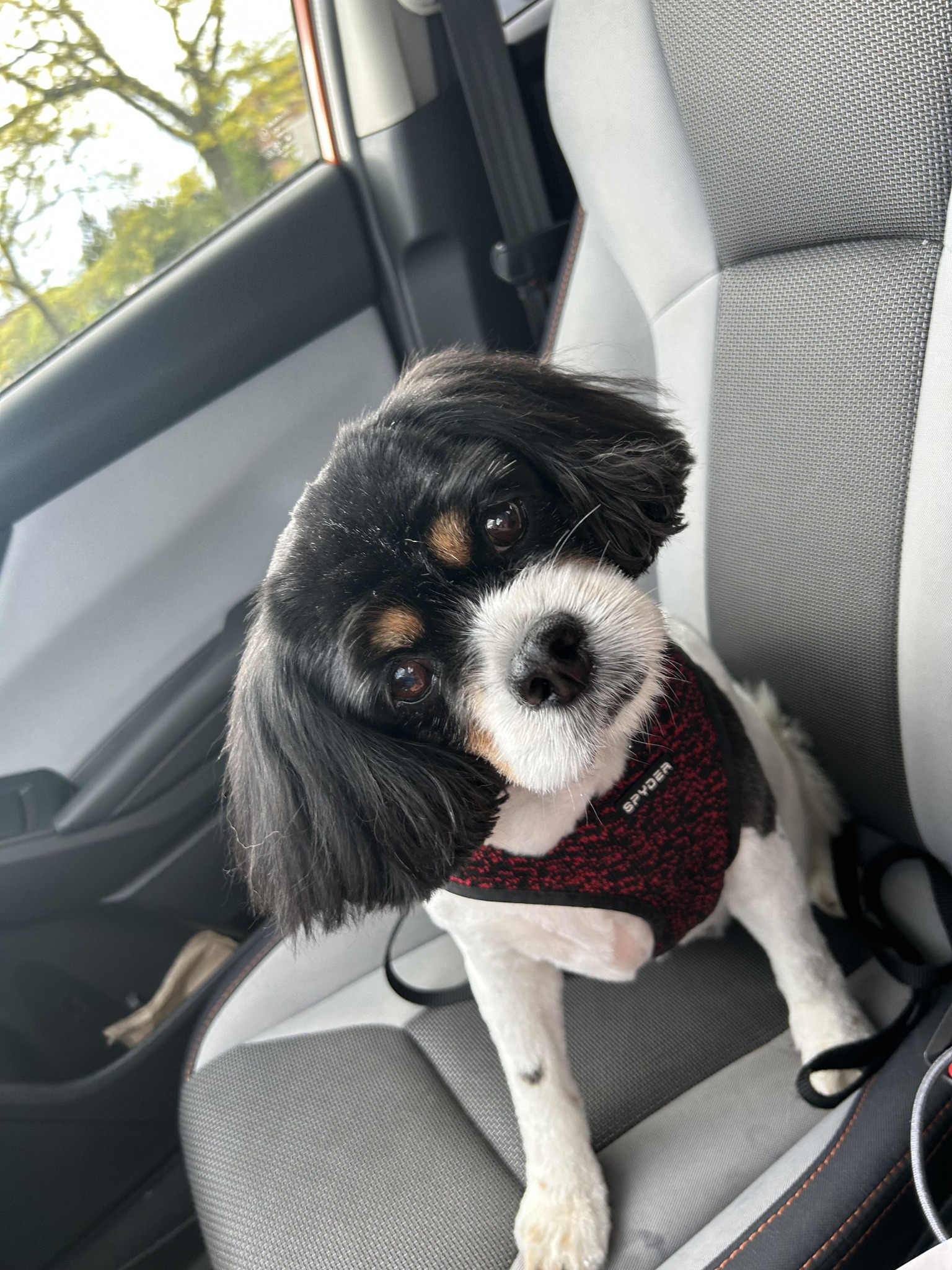 Ruff Waters Dog Wash Middletown