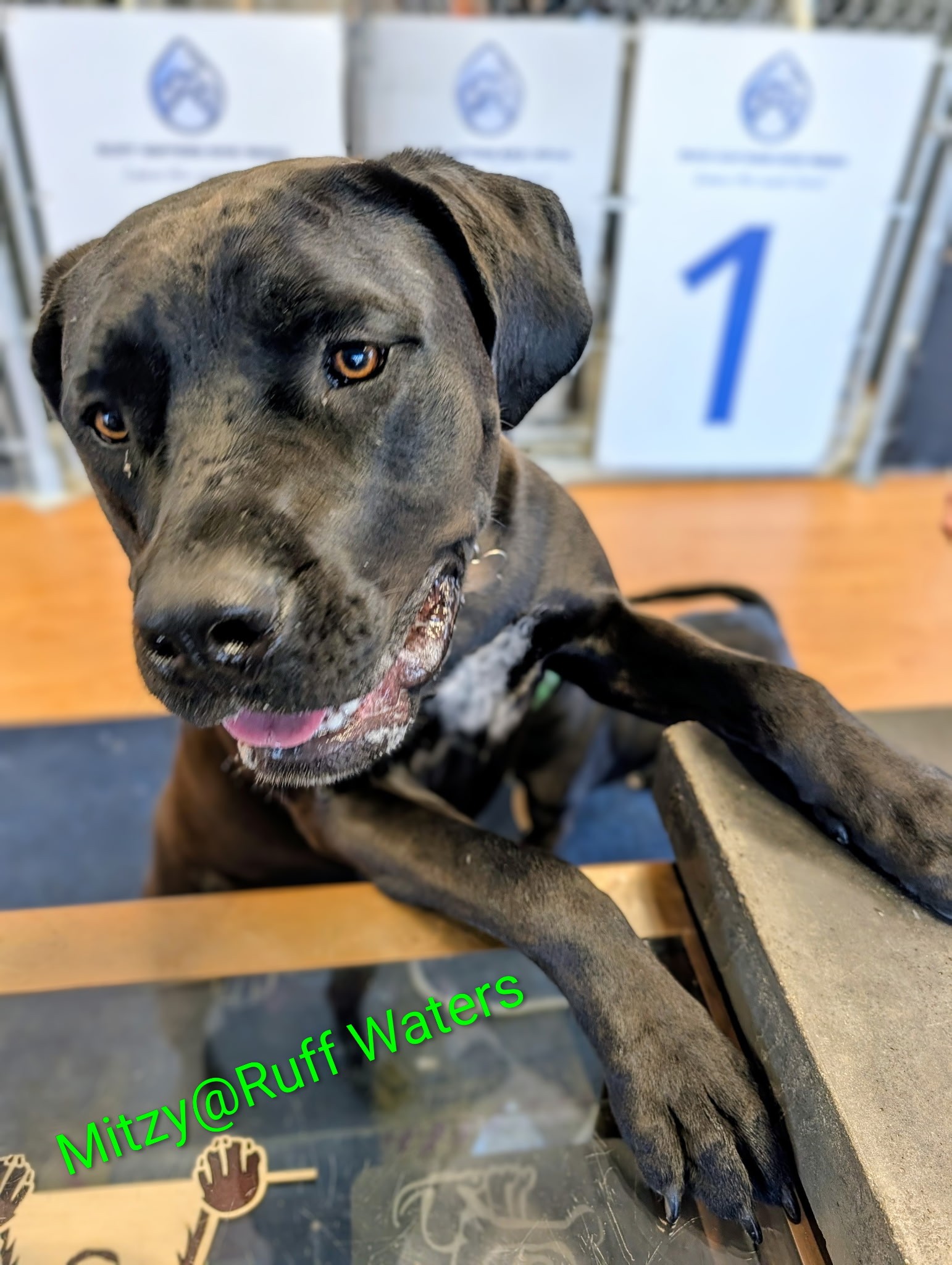 Ruff Waters Dog Wash Middletown