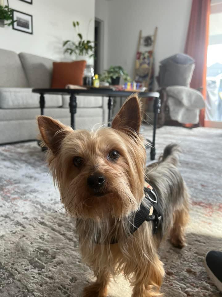 Ruff Waters Dog Wash Middletown