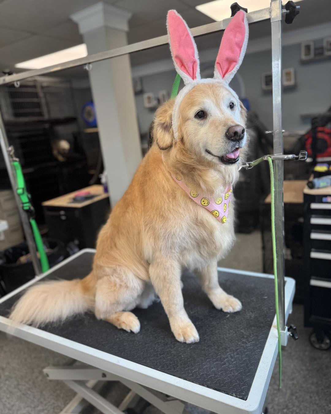 Island Paws Spa & Boutique Middletown