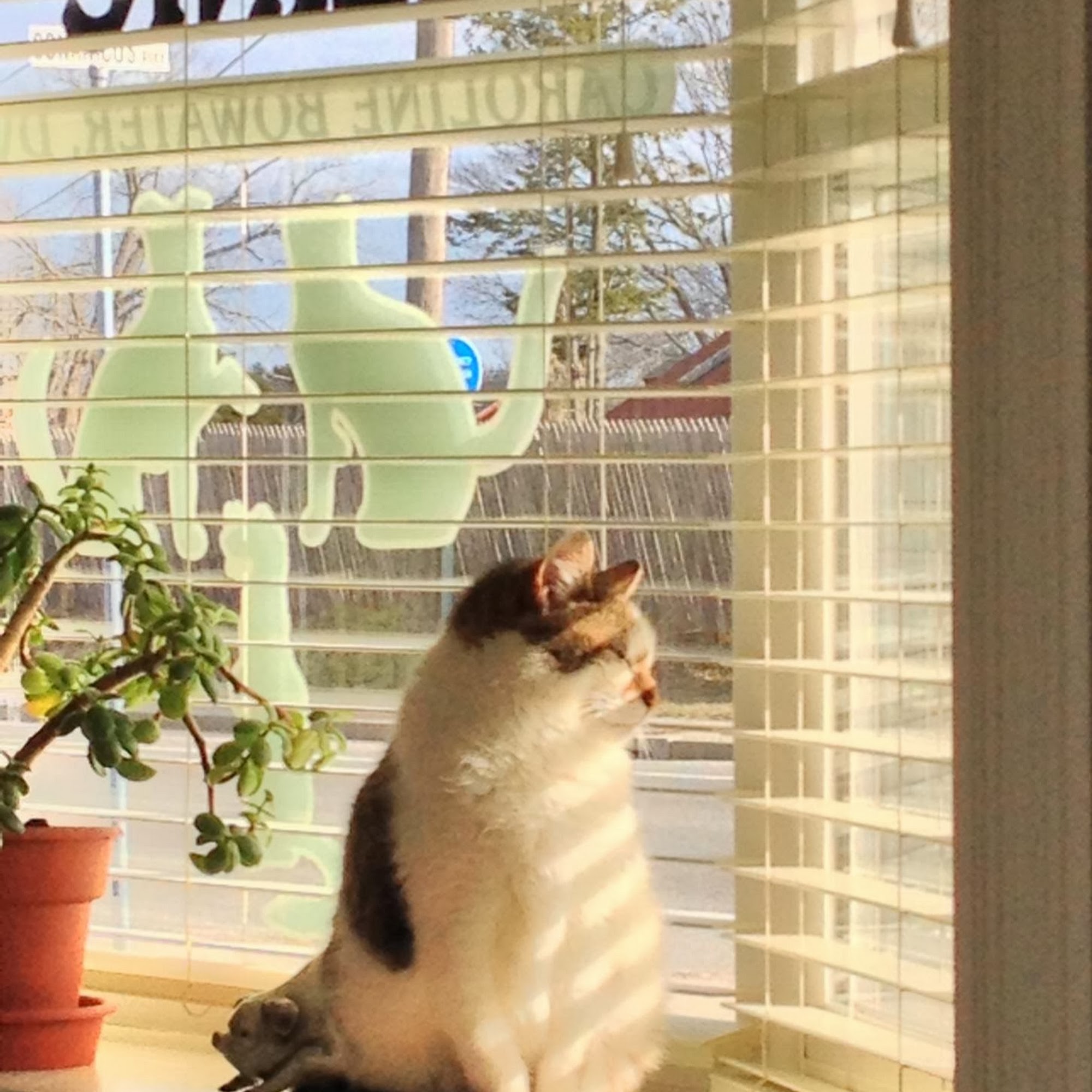 South Bay Veterinary Clinic Narragansett