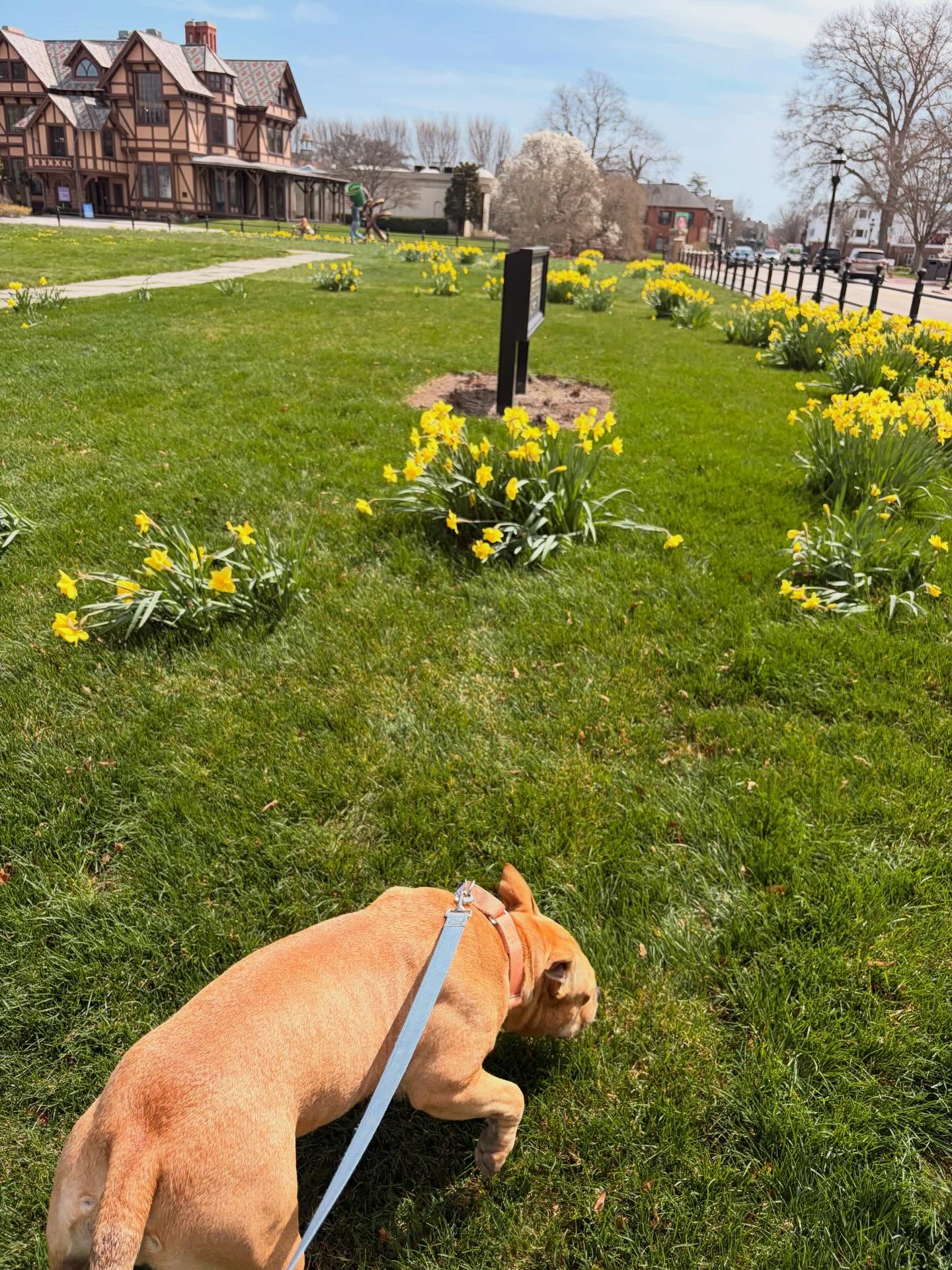 Lucky Paws RI Newport
