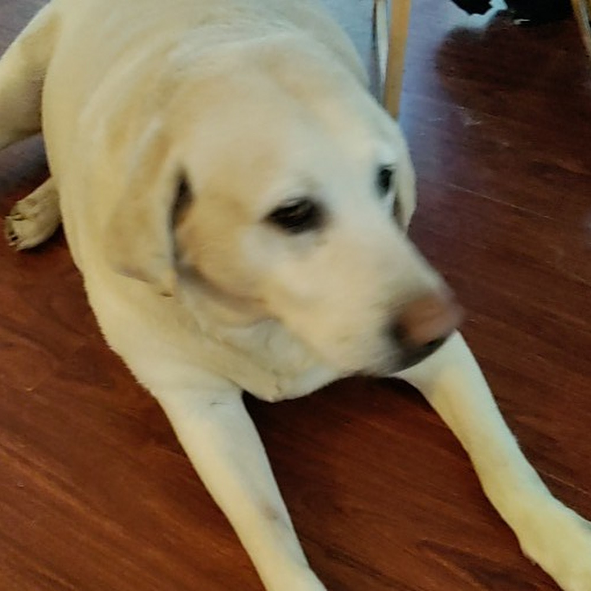 Wickford Veterinary Clinic North Kingstown