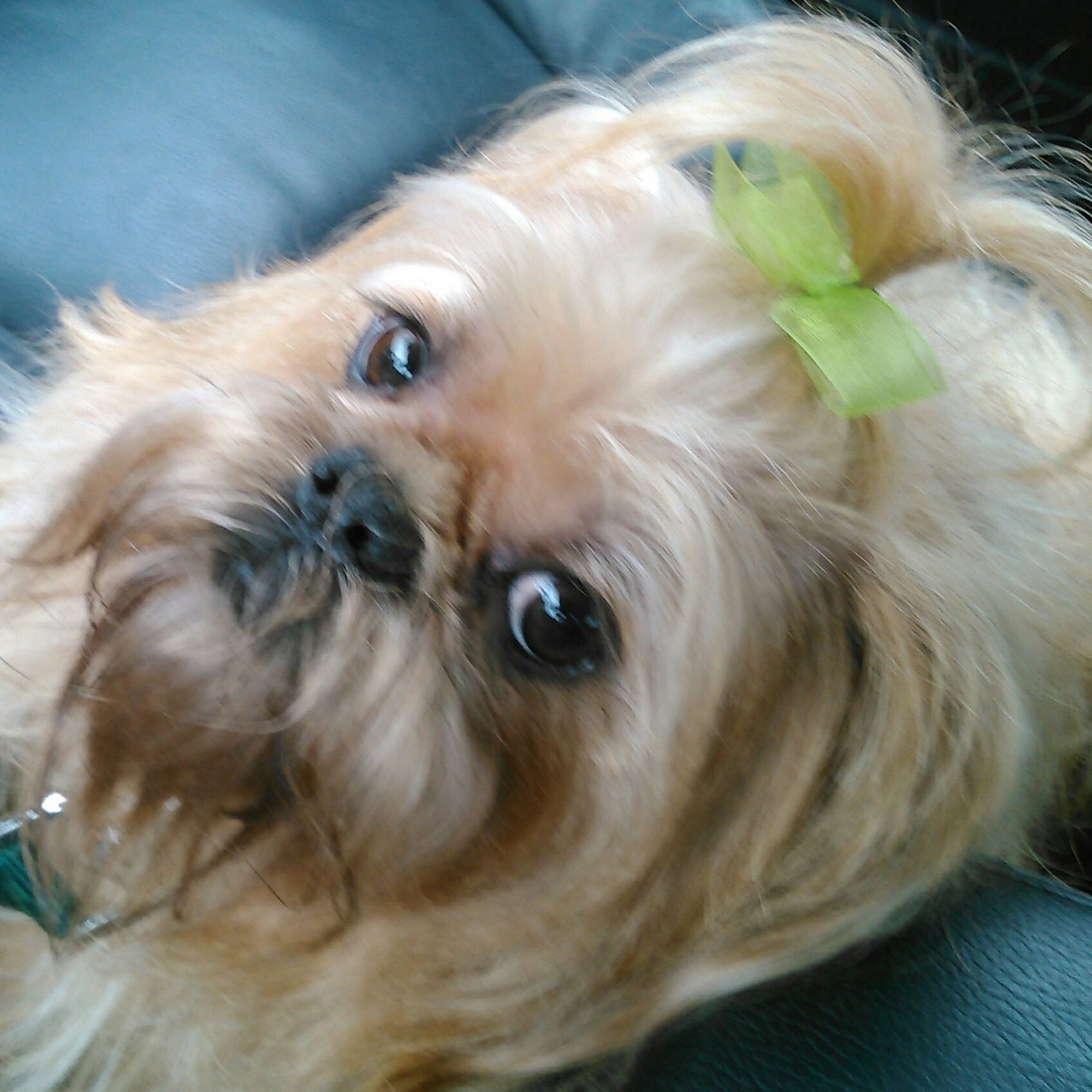 Furry Friends Pet Grooming North Kingstown