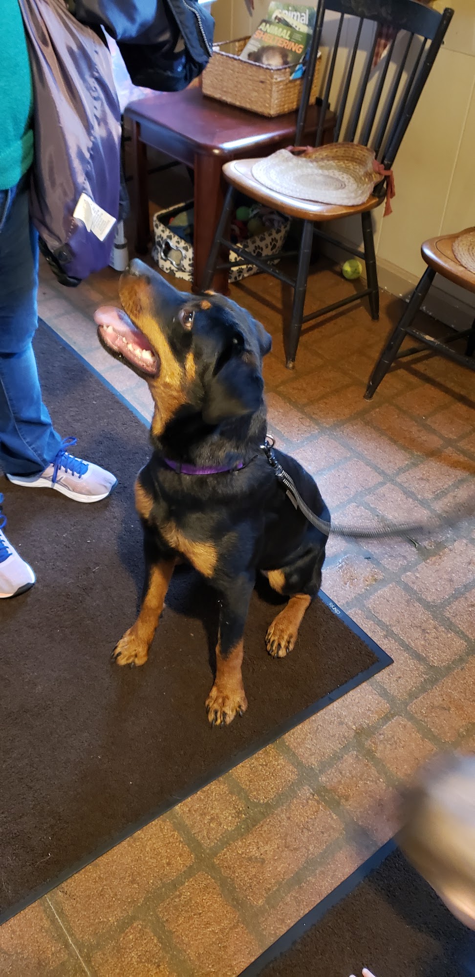 ADRI Adoption Center and Pet Services North Scituate