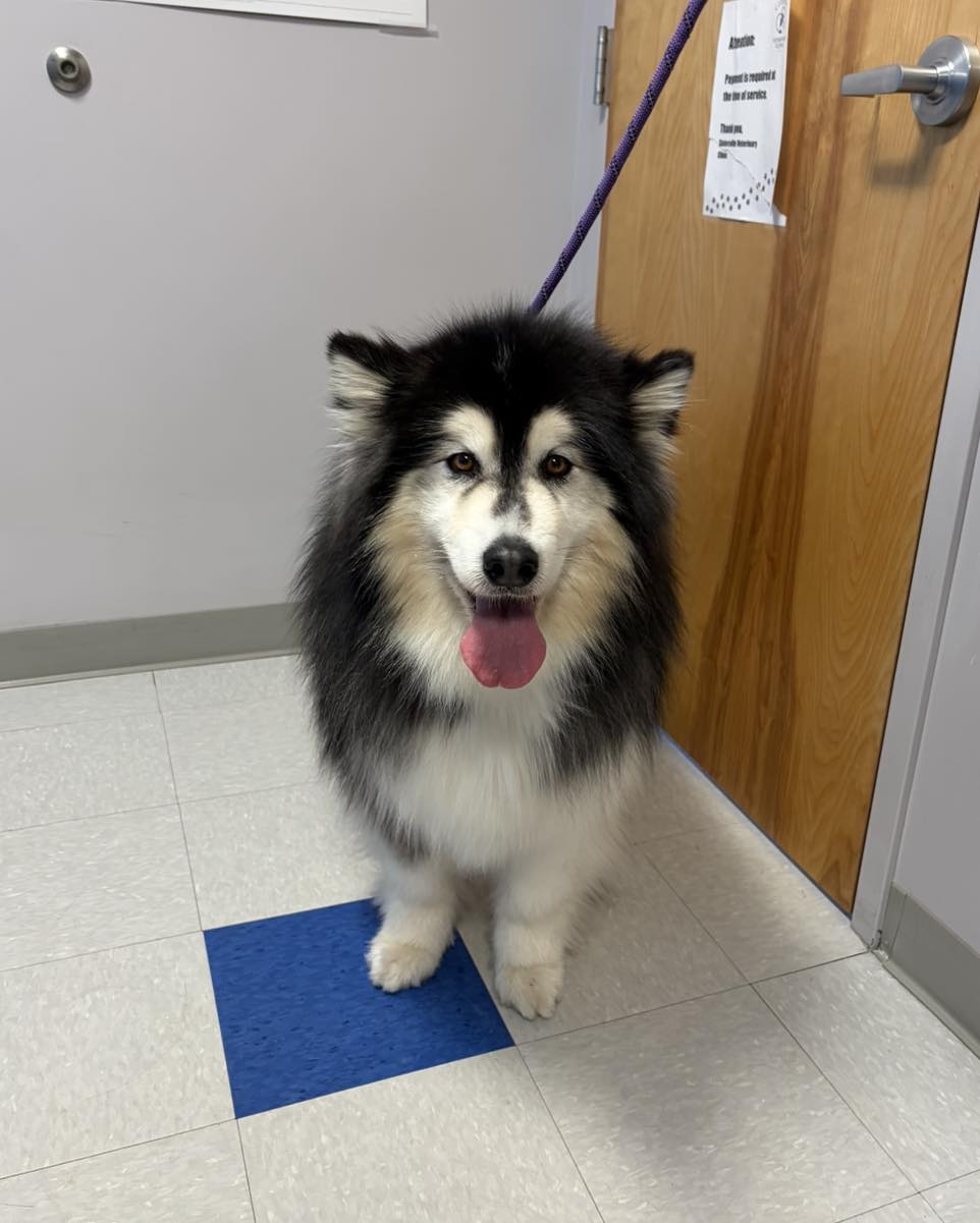 Slatersville Veterinary Clinic North Smithfield