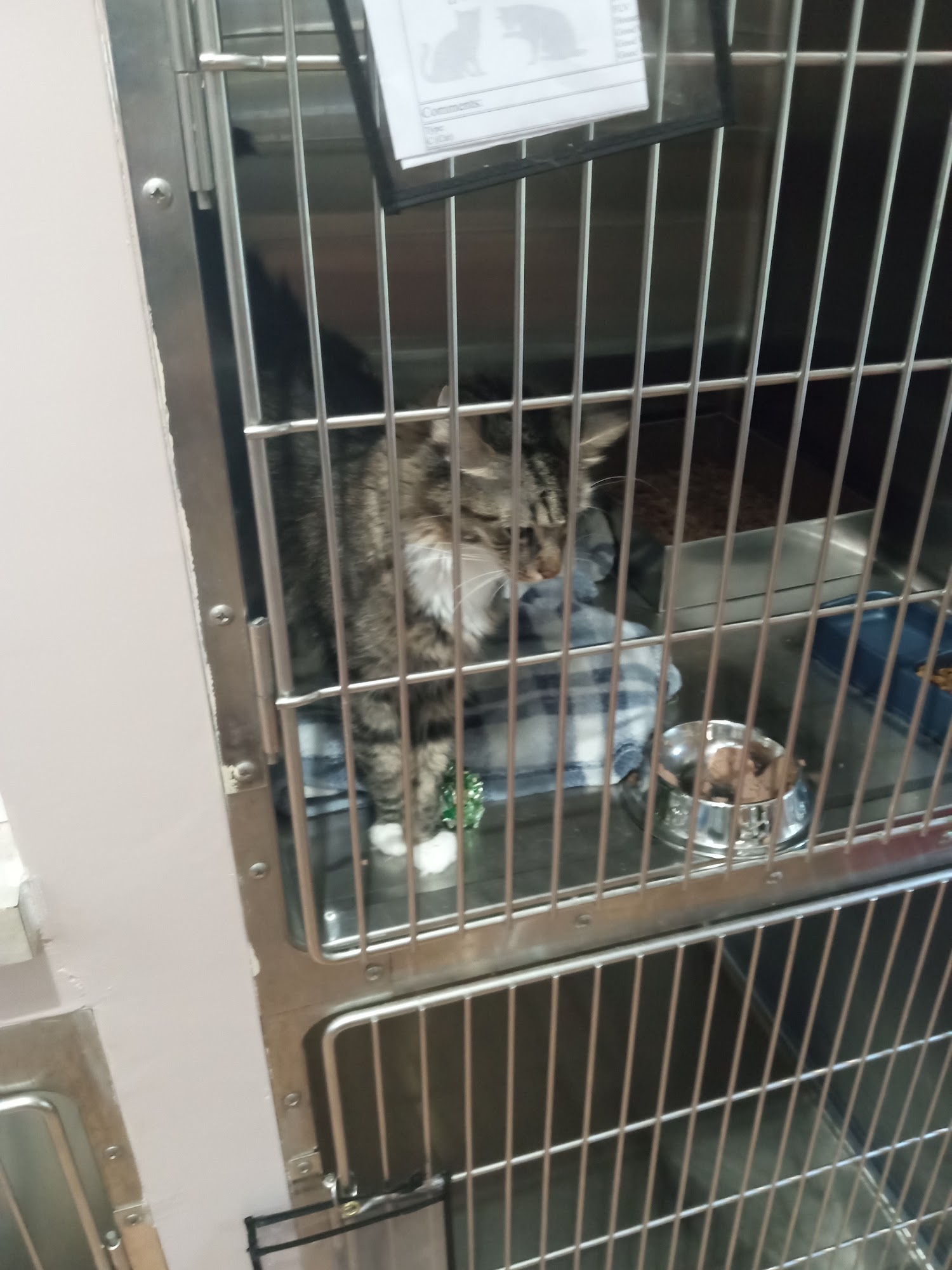 Pawtucket Animal Shelter Pawtucket