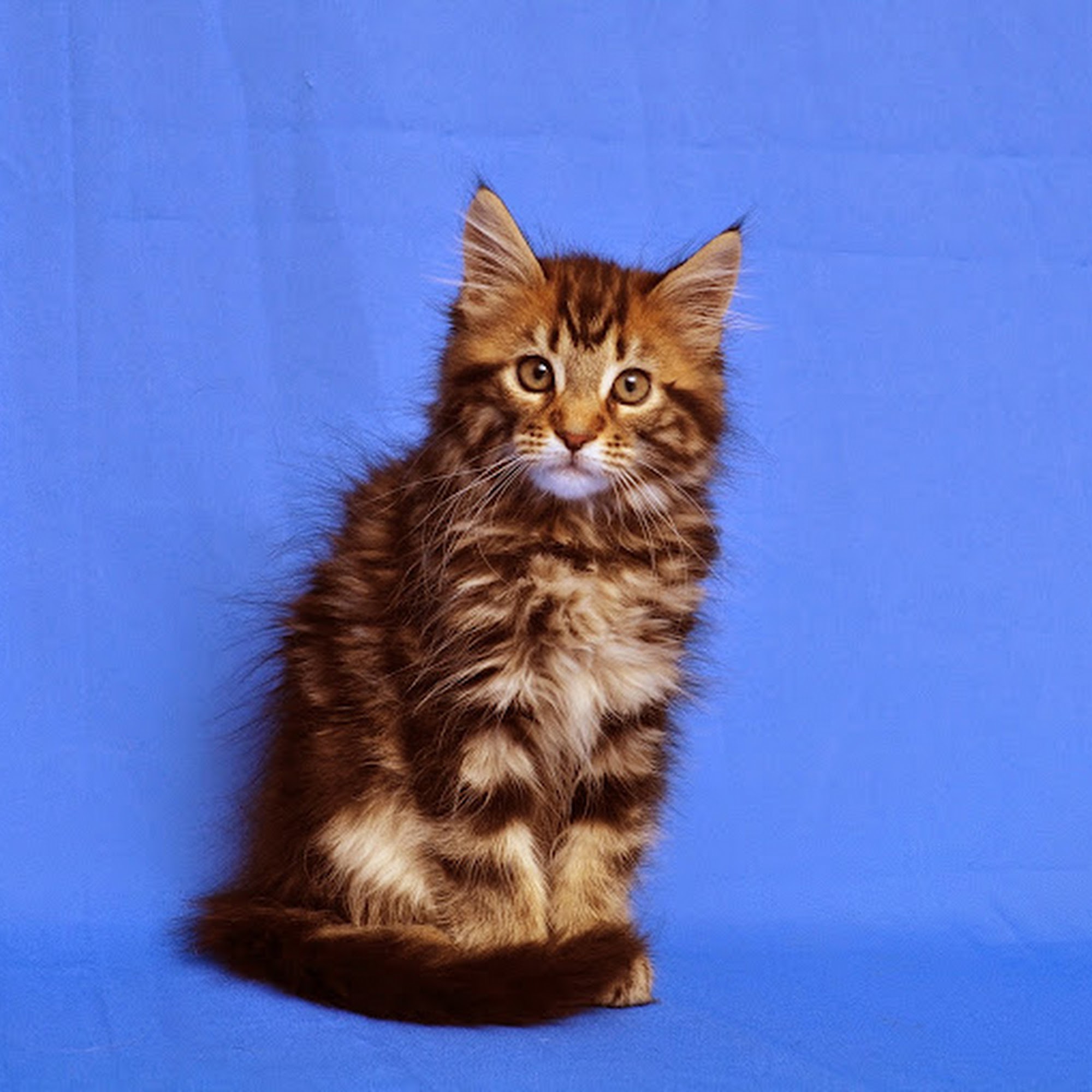 Portsmouth Veterinary Clinic Portsmouth