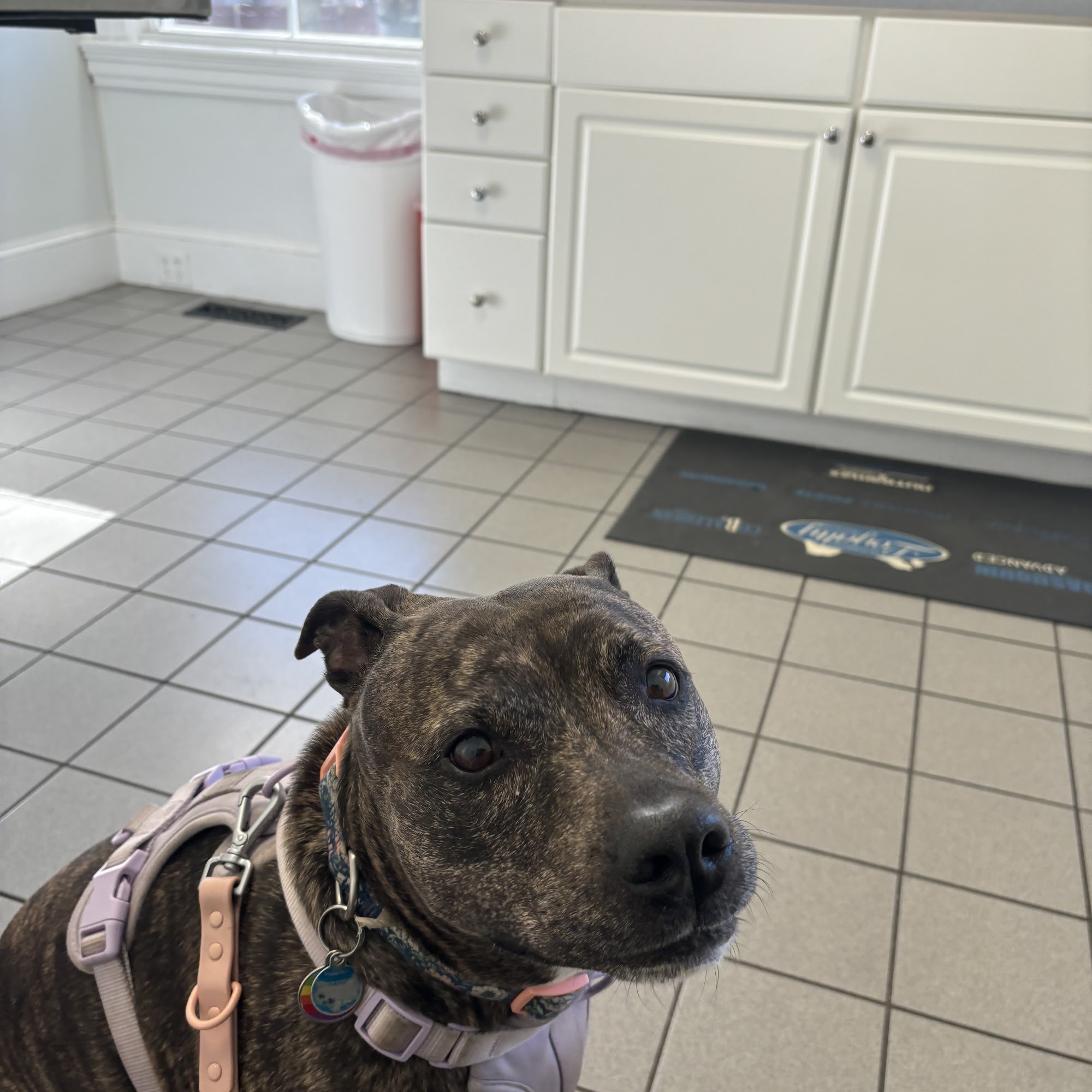 Eastside Veterinary Clinic Providence