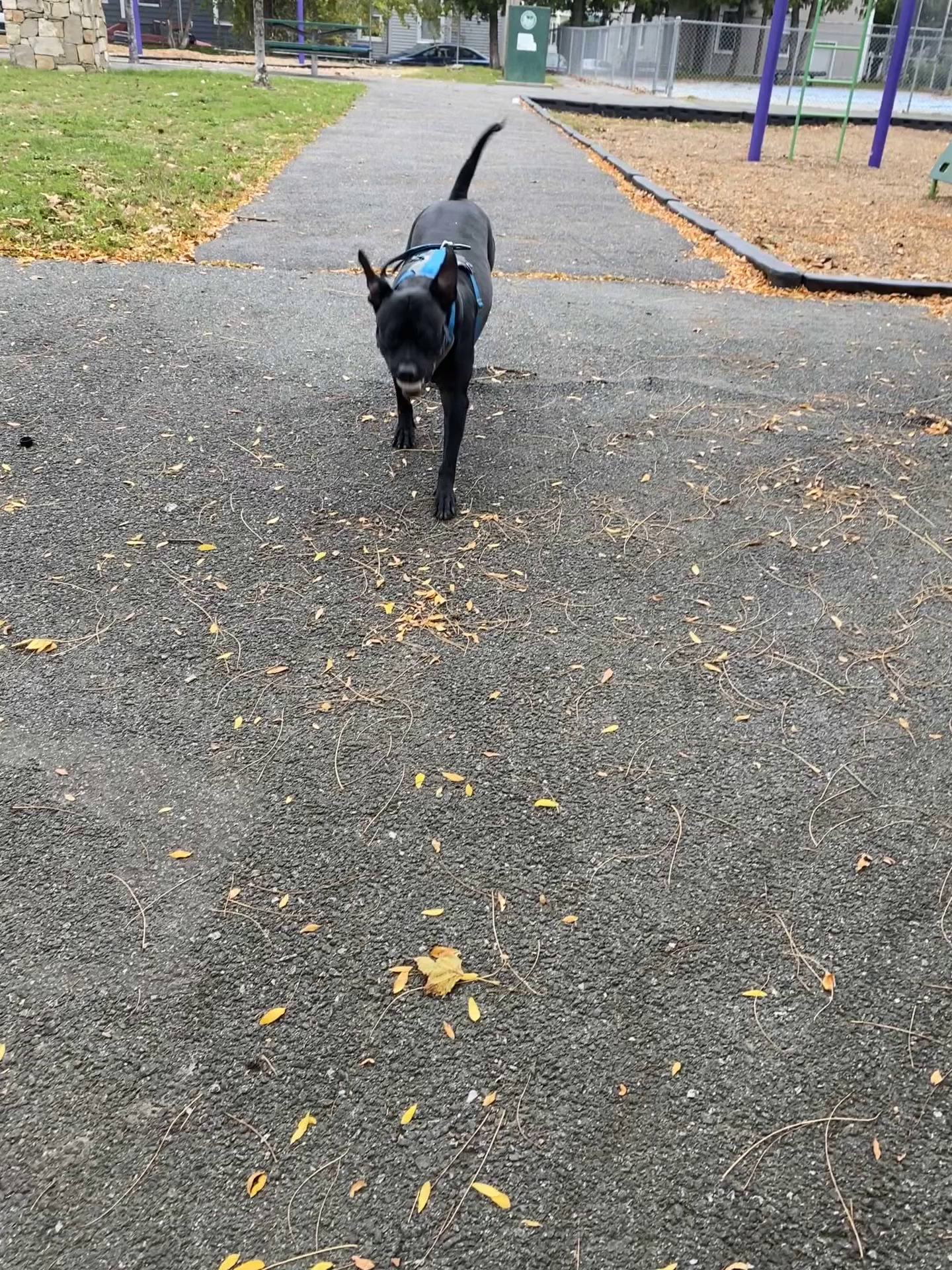 WiggleWalkers Providence