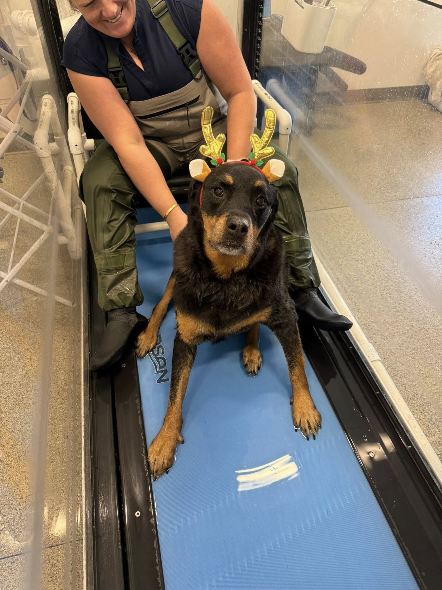 Healing Paws Veterinary Rehabilitation Providence