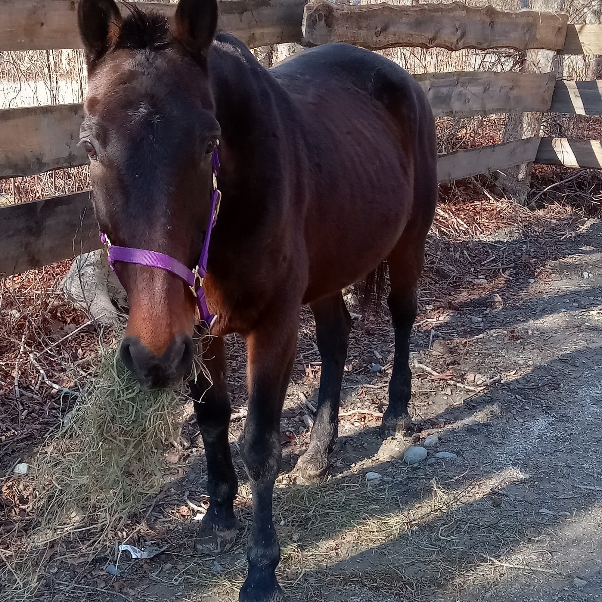 Ocean State Equine Associates Scituate