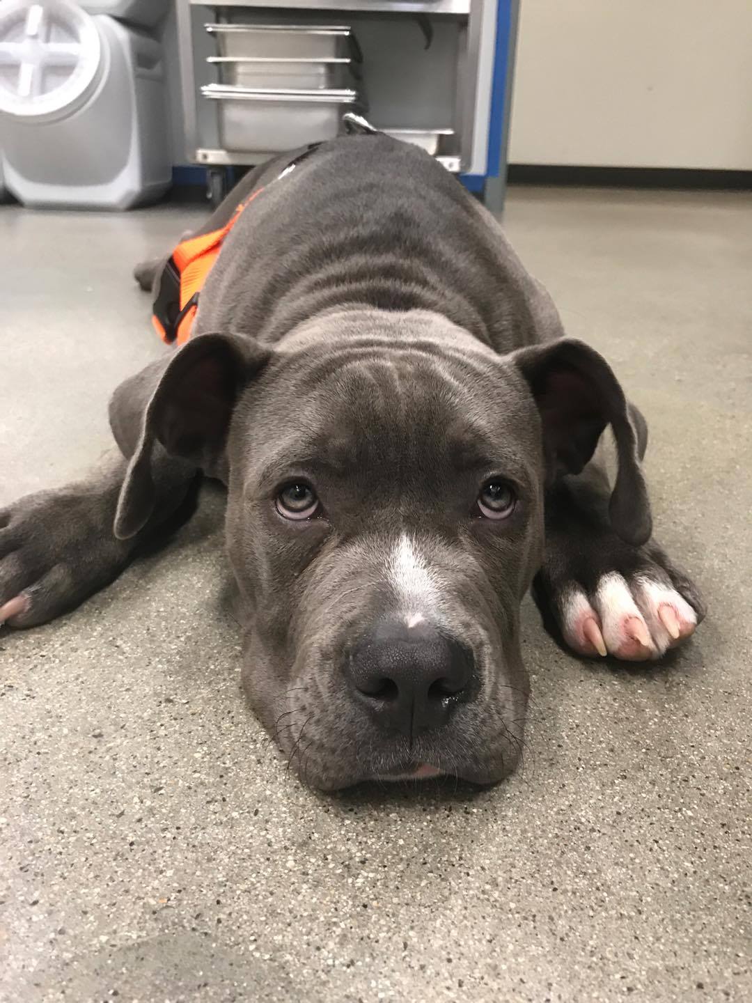 South Kingstown Animal Shelter (formerly SK Pound) South Kingstown