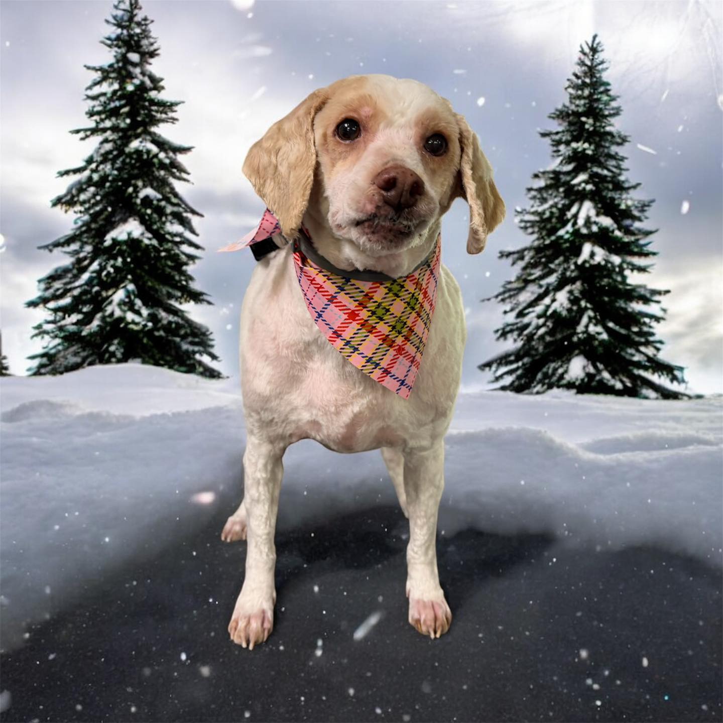 Monique's Grooming Tiverton