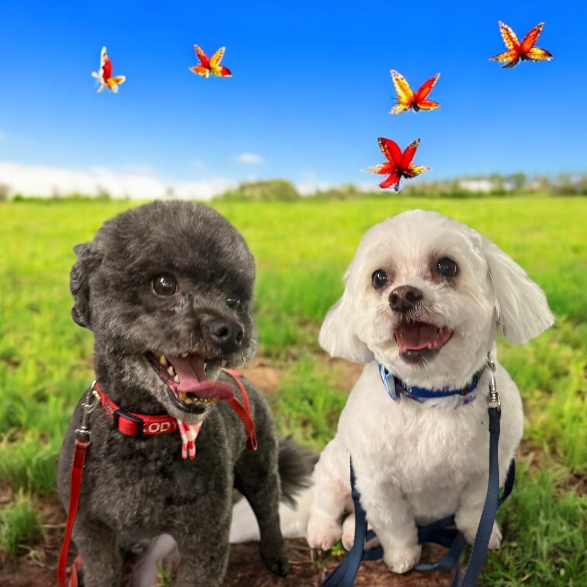 Monique's Grooming Tiverton