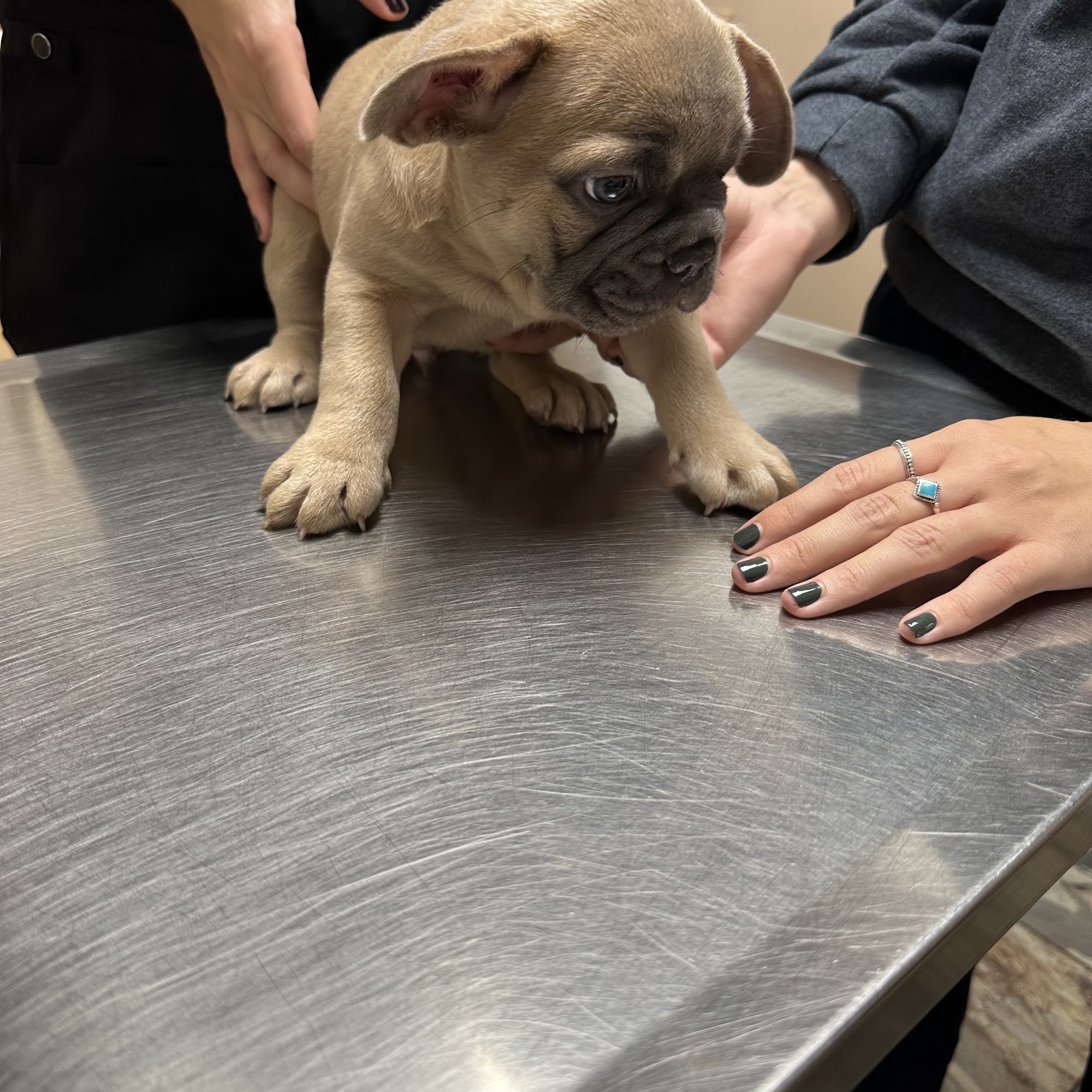 South County Veterinary Hospital Wakefield