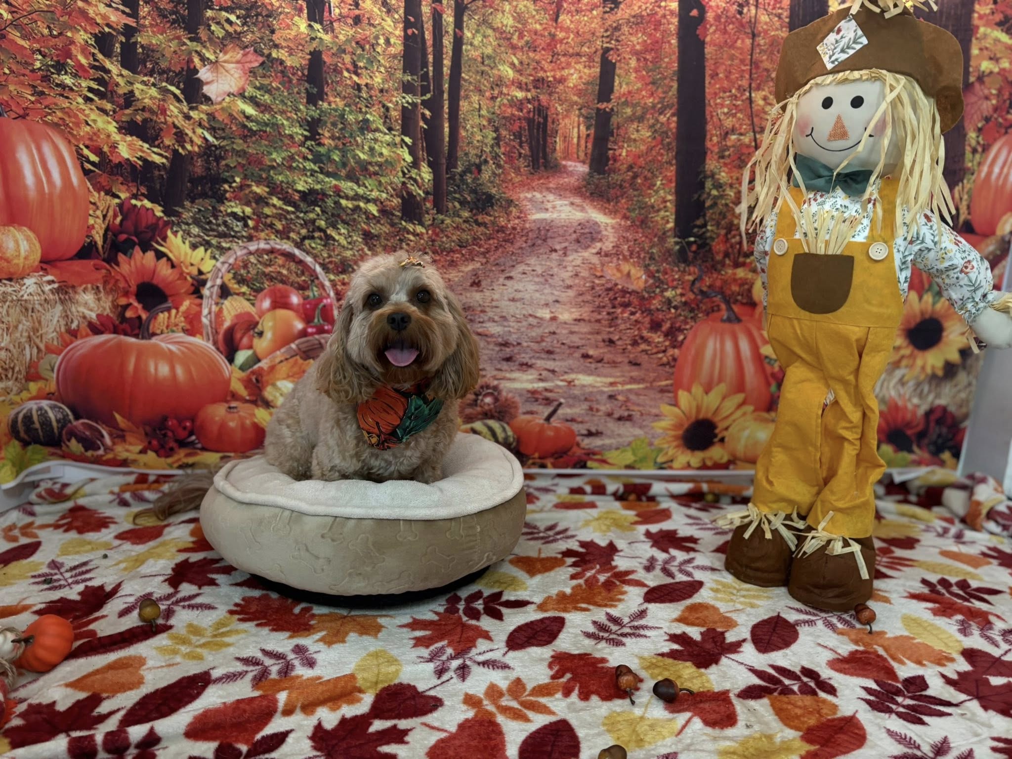 Perfect Paws Pet Grooming Wakefield