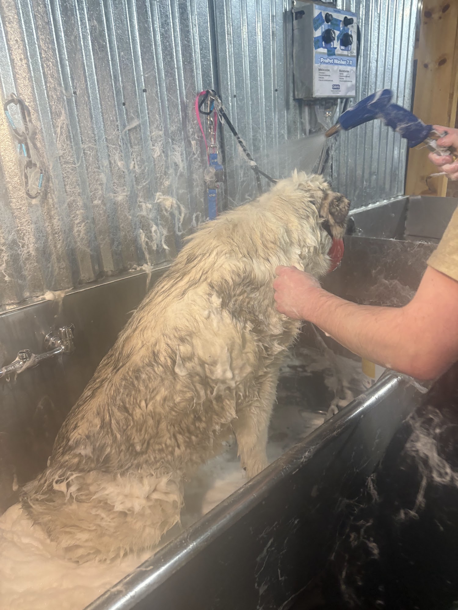 Perfect Paws Pet Grooming Wakefield