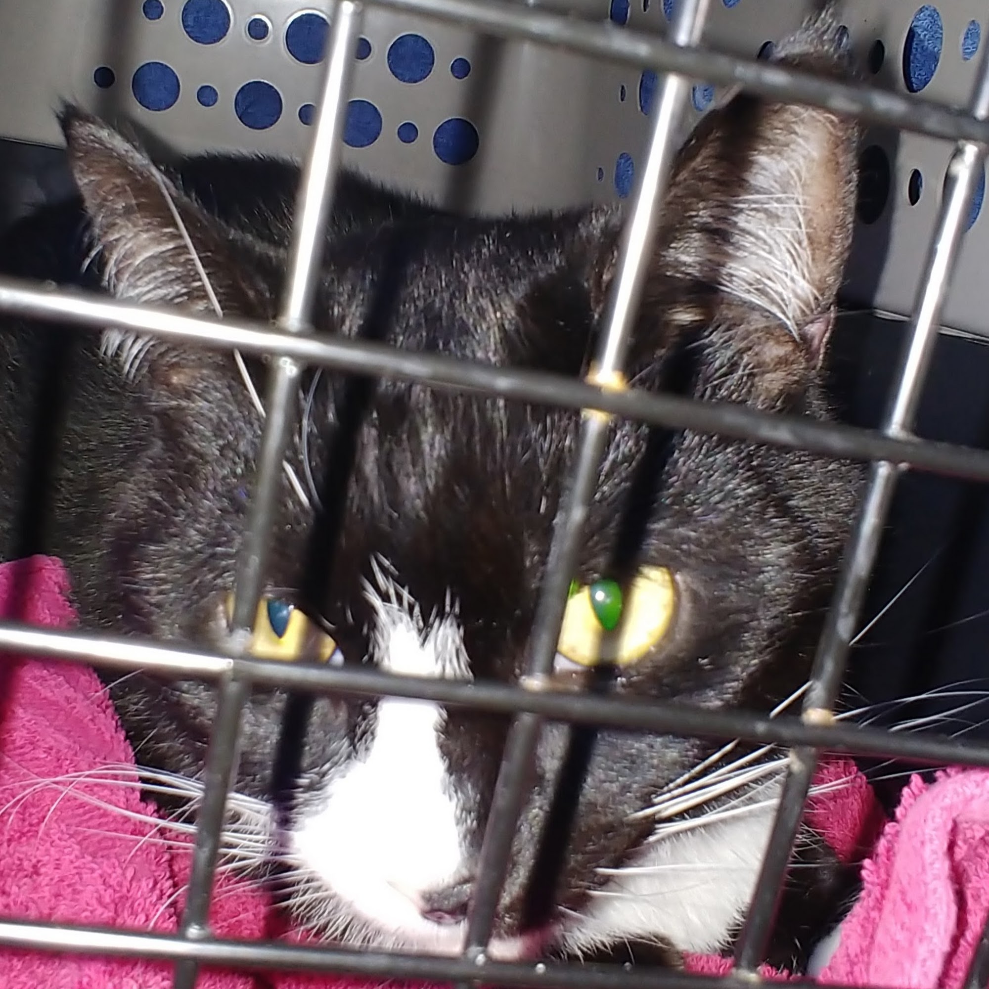 Warren Animal Hospital Warren