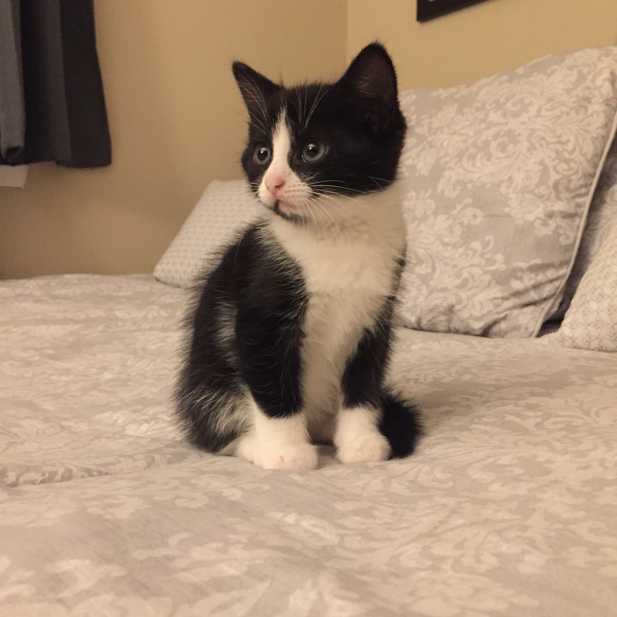 Potter League Spay & Neuter Clinic Warwick