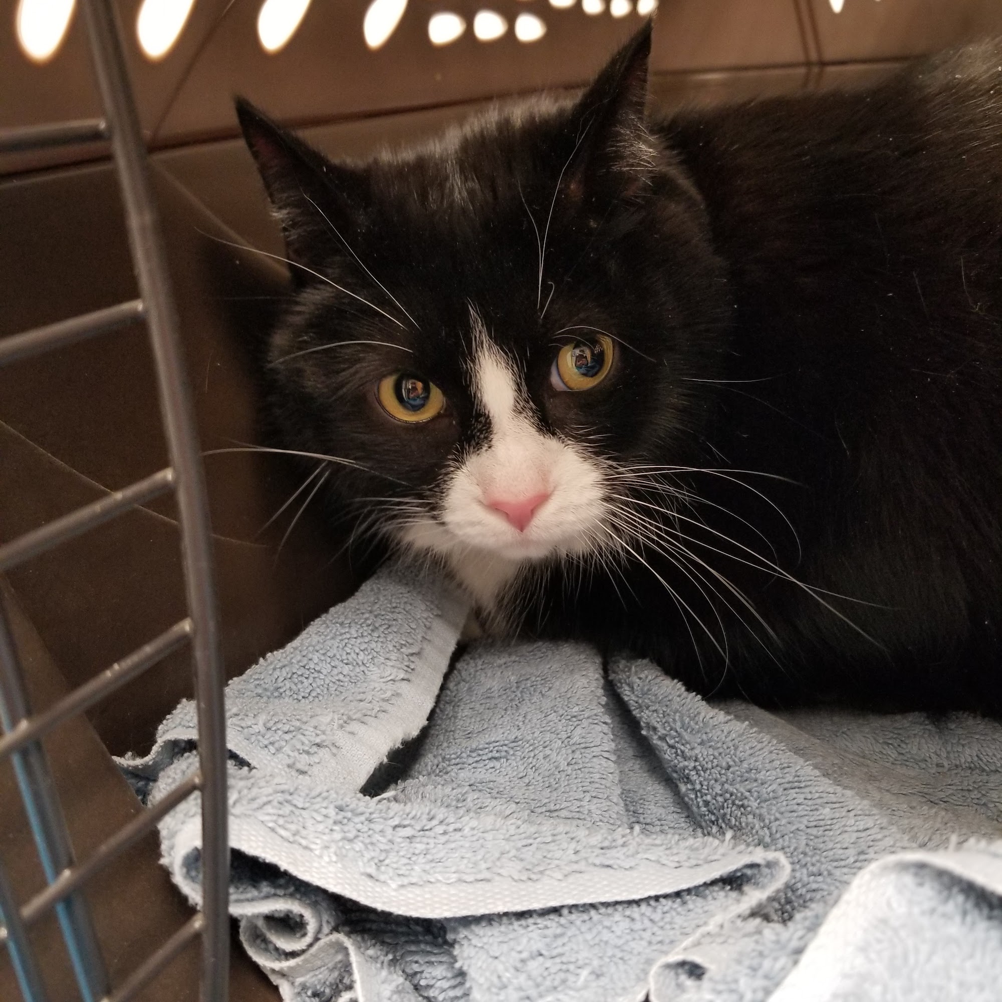 West Shore Animal Clinic Warwick