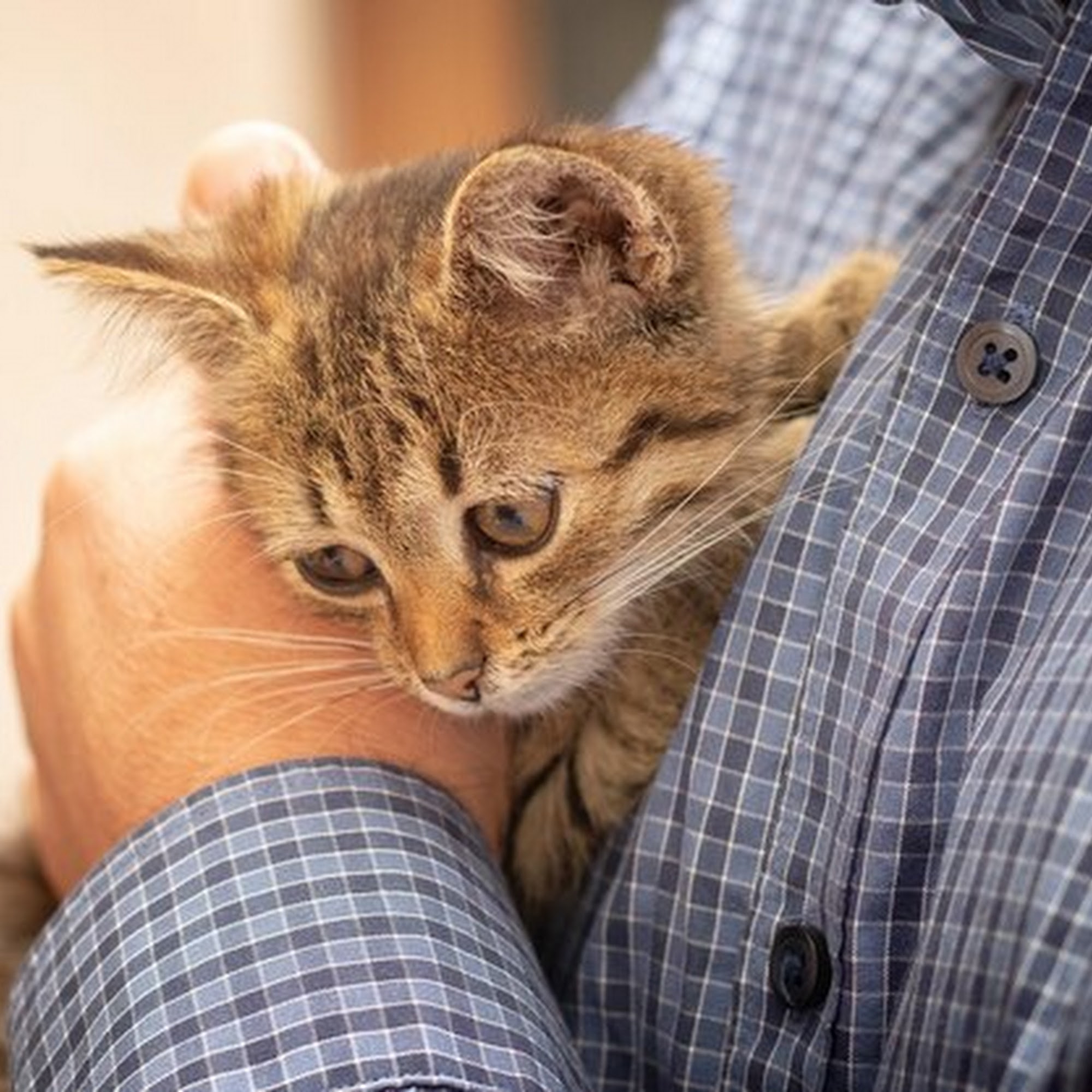 Airport Animal Hospital Warwick