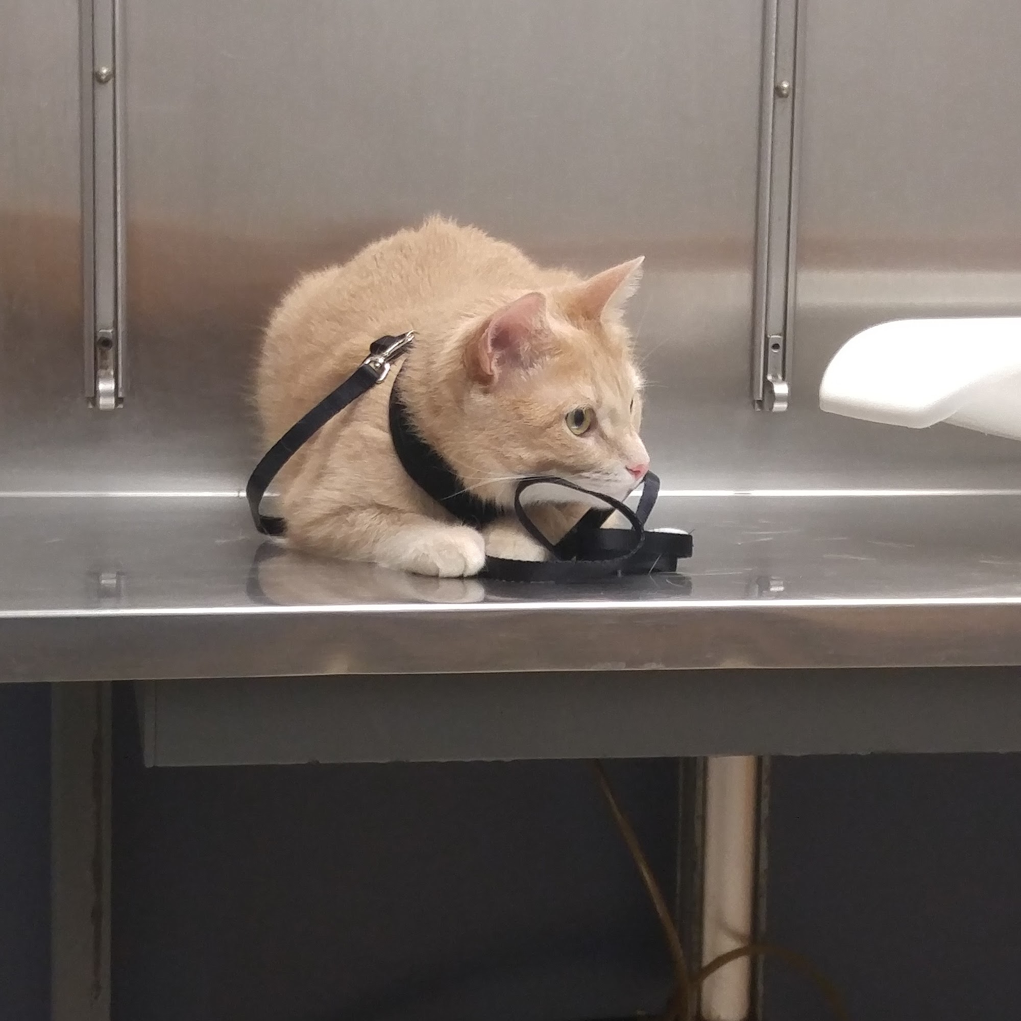 Warwick Animal Hospital Warwick