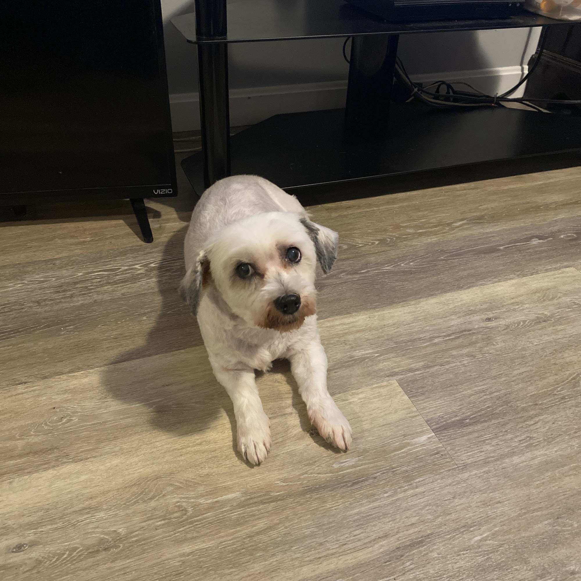 Redbone Pet Spa Warwick
