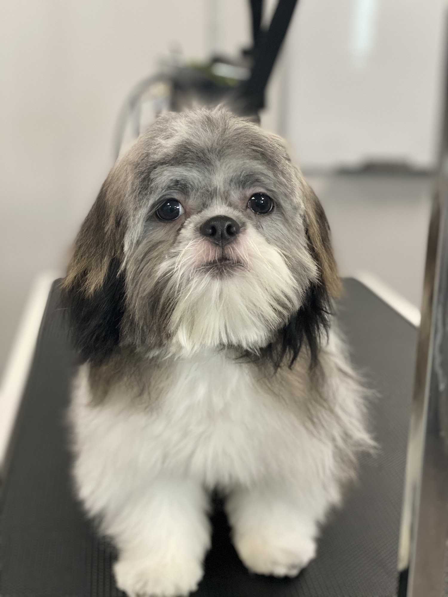 Dogtopia Warwick Warwick