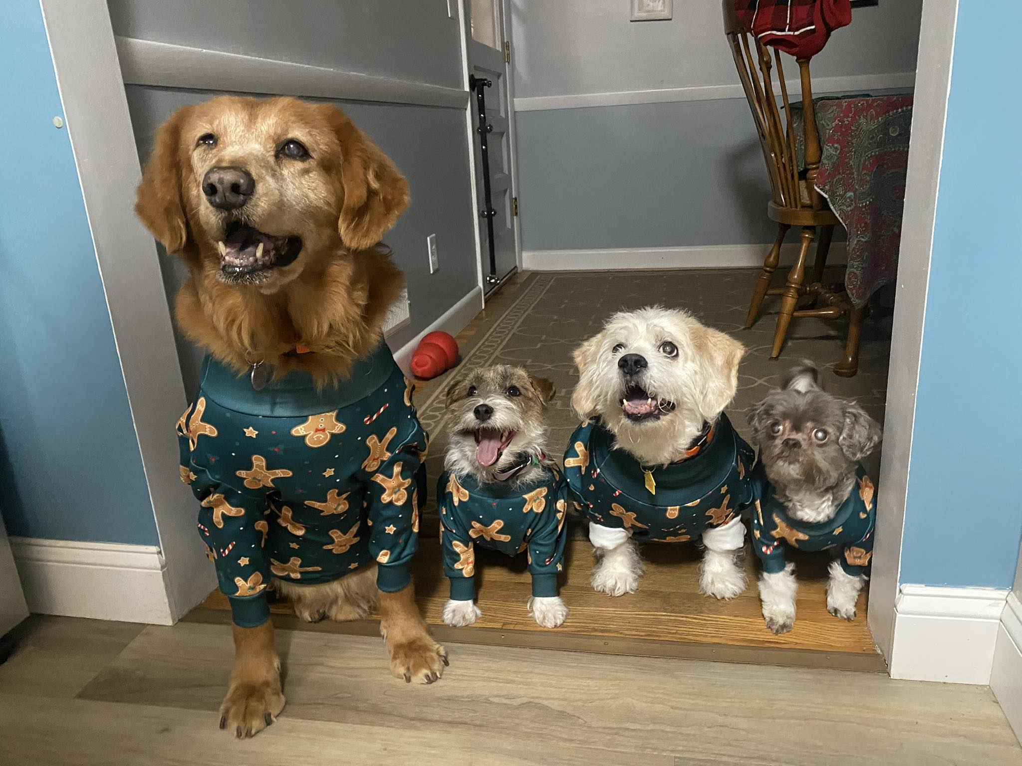 Top Dog K9 Training, LLC Warwick